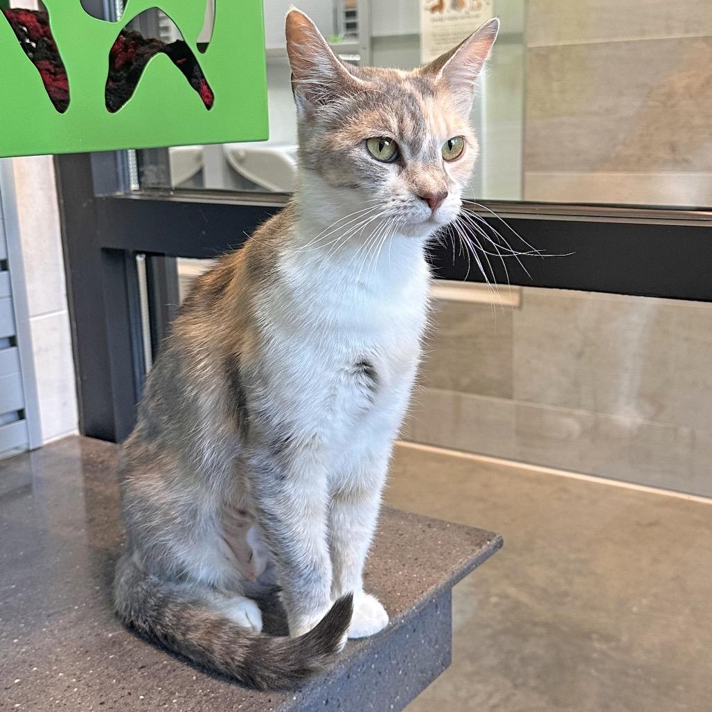 Yve, a Adoptable Domestic Short Hair in Hailey, ID image 4/6