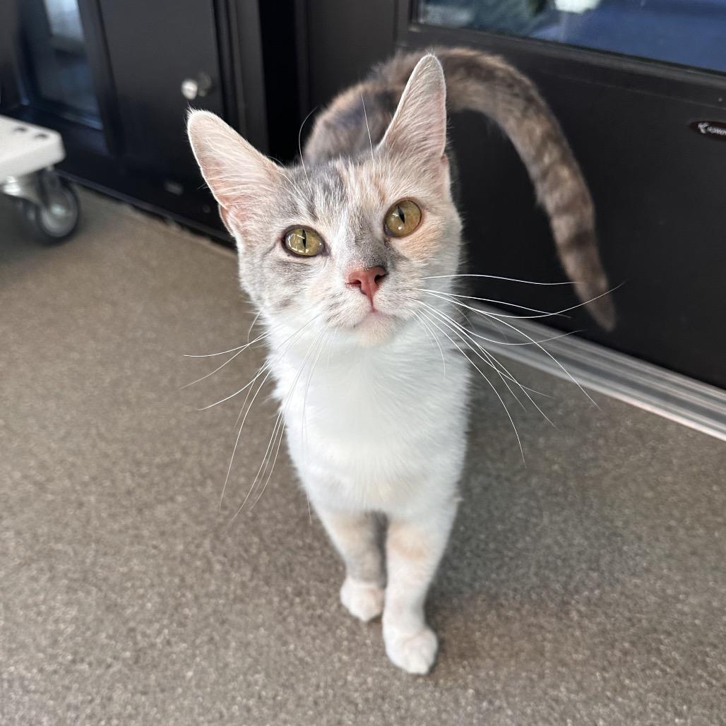 Yve, a Adoptable Domestic Short Hair in Hailey, ID image 5/6