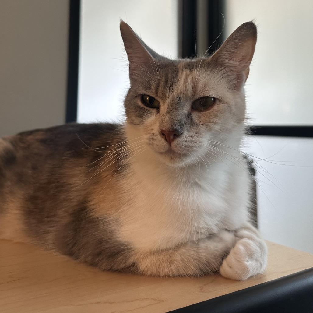 Yve, a Adoptable Domestic Short Hair in Hailey, ID image 6/6