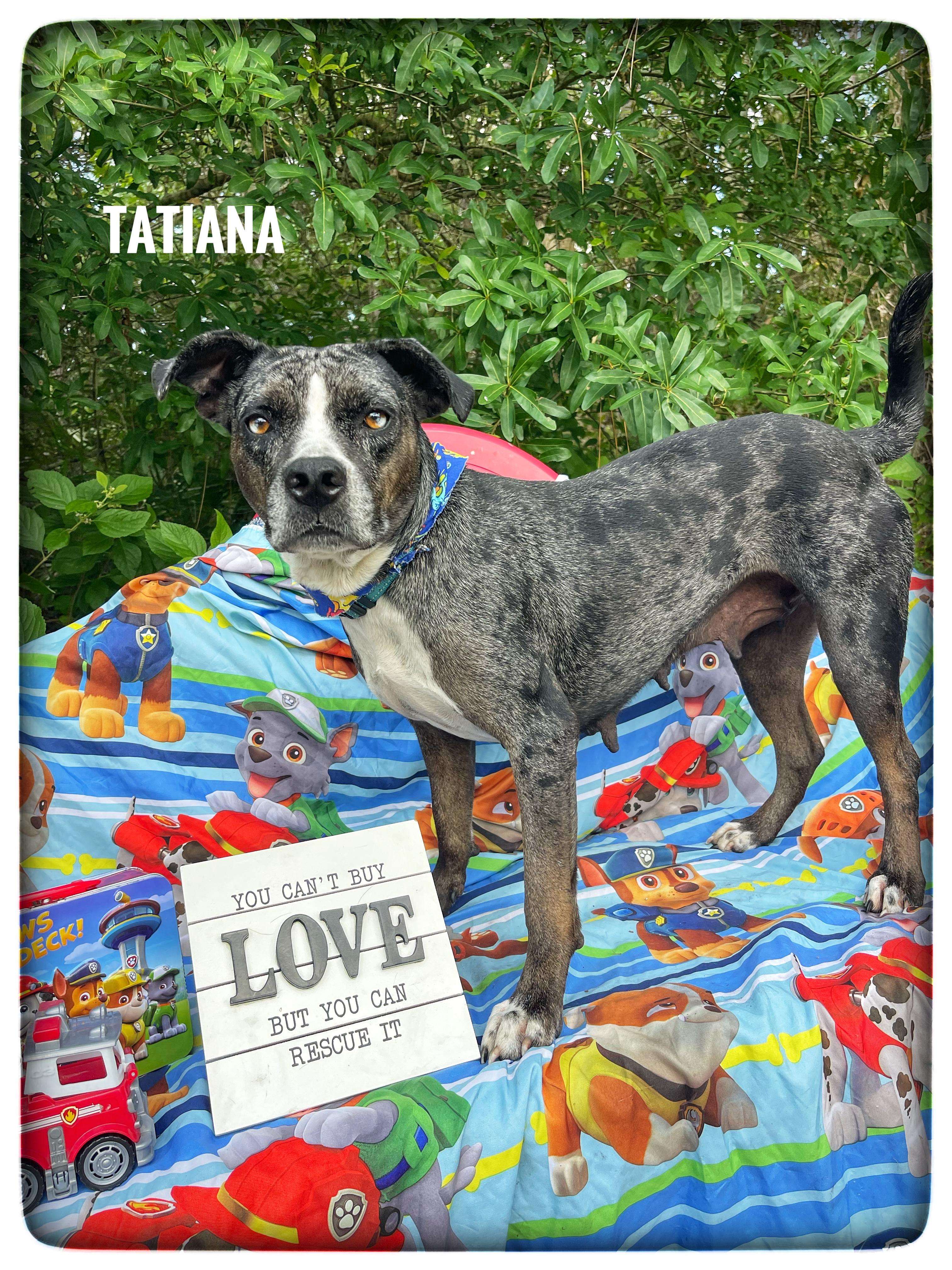 Enlarge Tatiana, a ADOPTABLE Catahoula Leopard Dog in Sebring, FL image 1/3