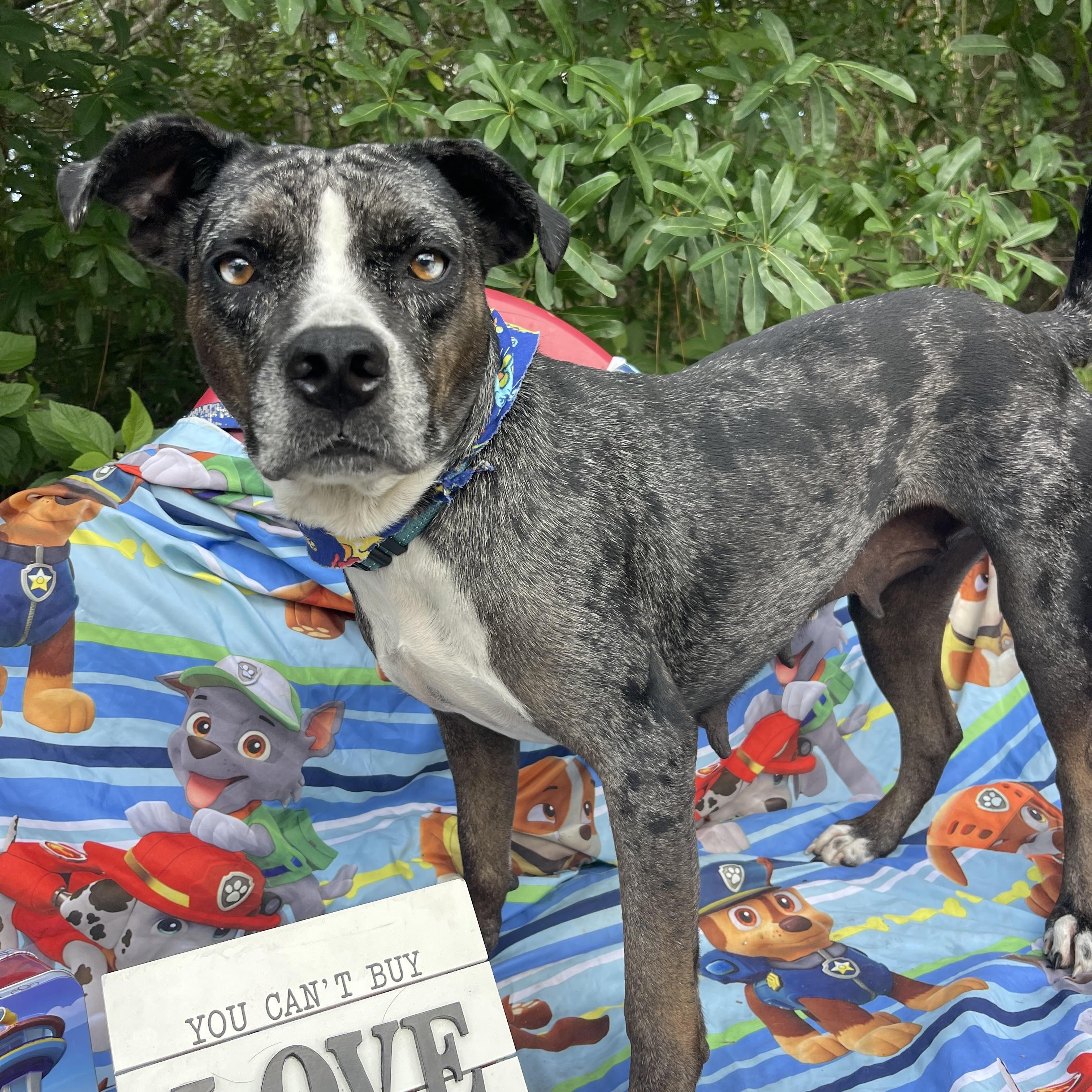 Enlarge Tatiana, a ADOPTABLE Catahoula Leopard Dog in Sebring, FL image 3/3