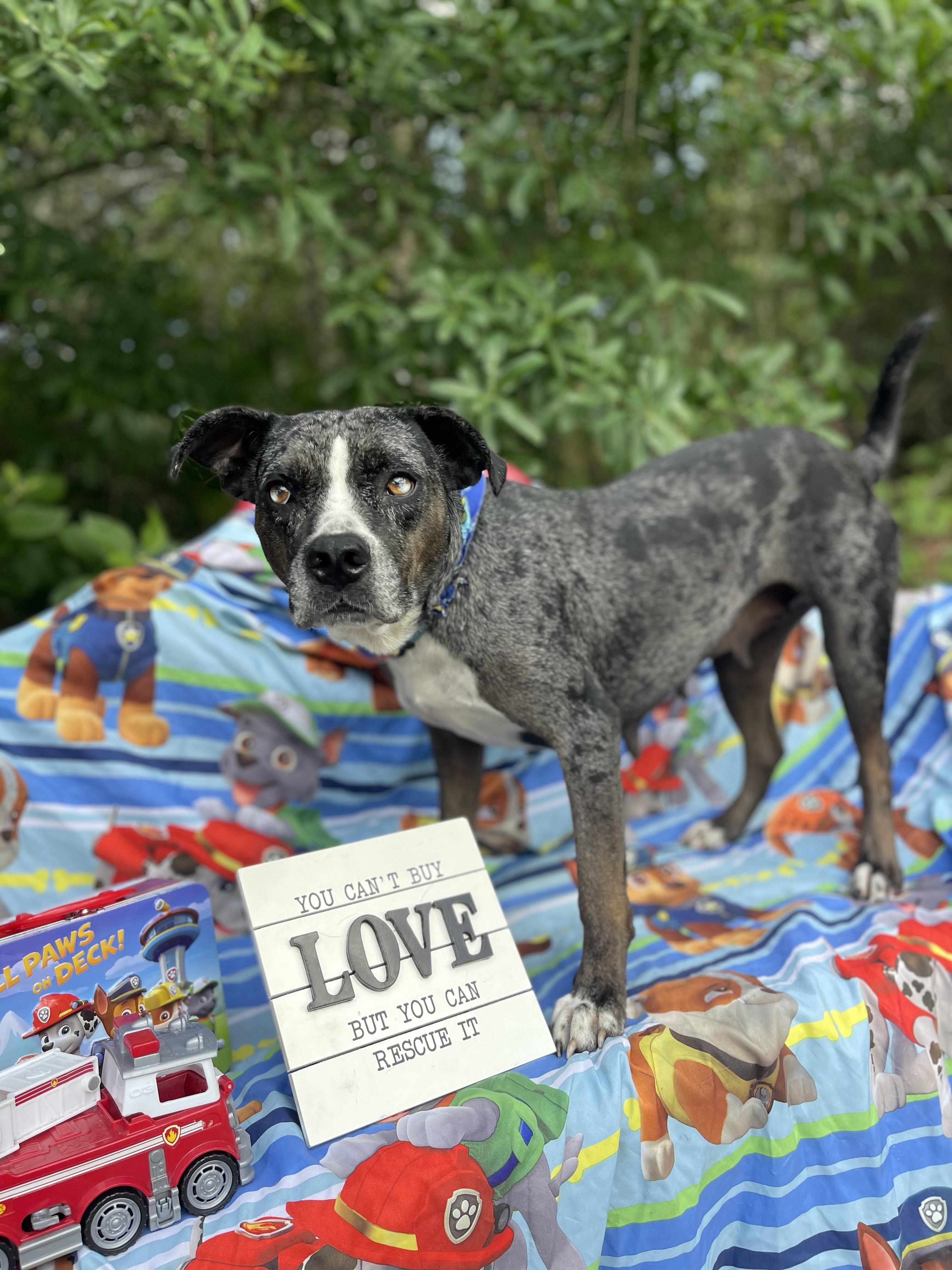 Enlarge Tatiana, a ADOPTABLE Catahoula Leopard Dog in Sebring, FL image 2/3