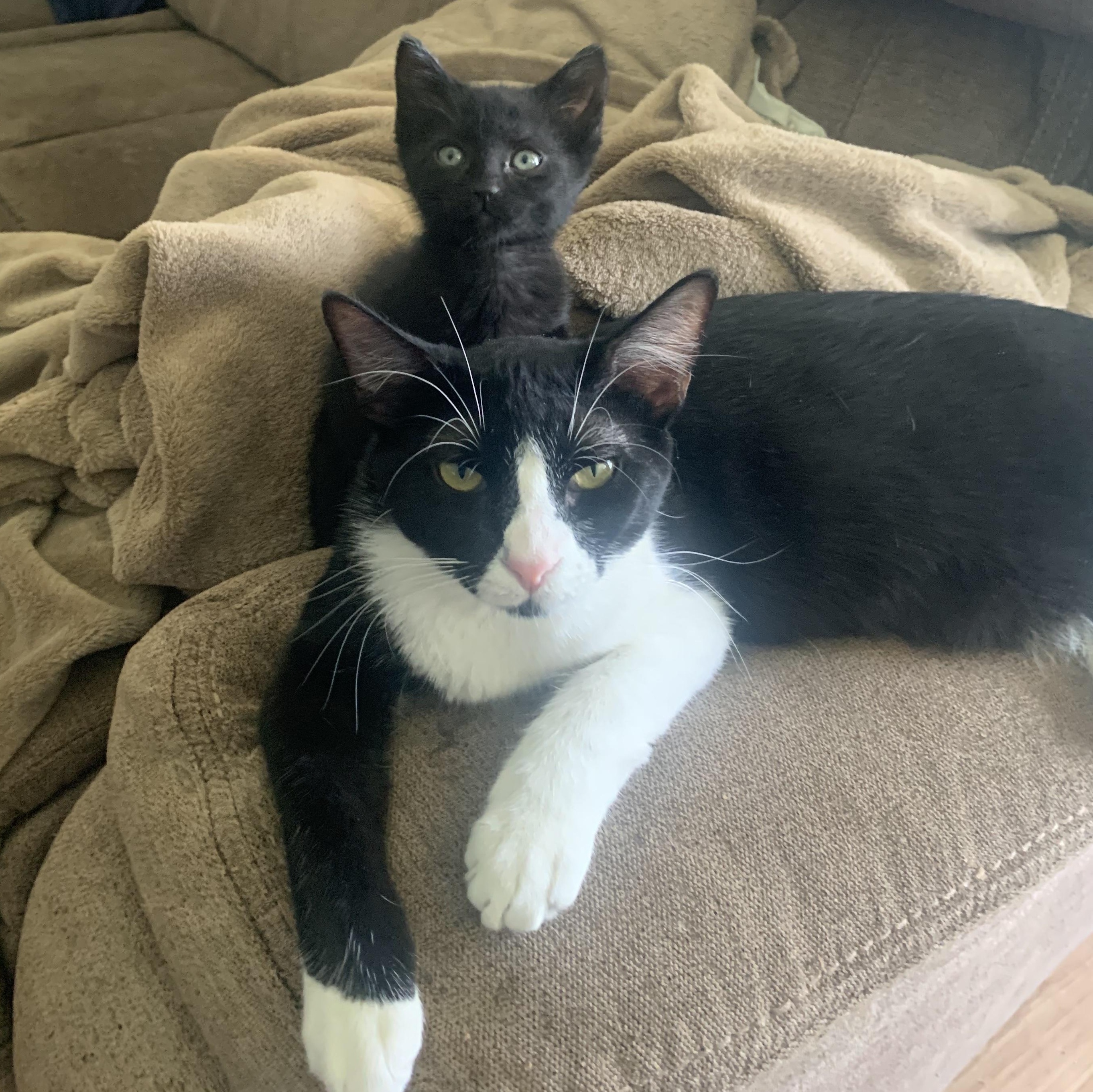 Enlarge Dottie (call 602-692-1499 to meet Dottie), a Adoptable mixed breed in Phoenix, AZ image 6/6