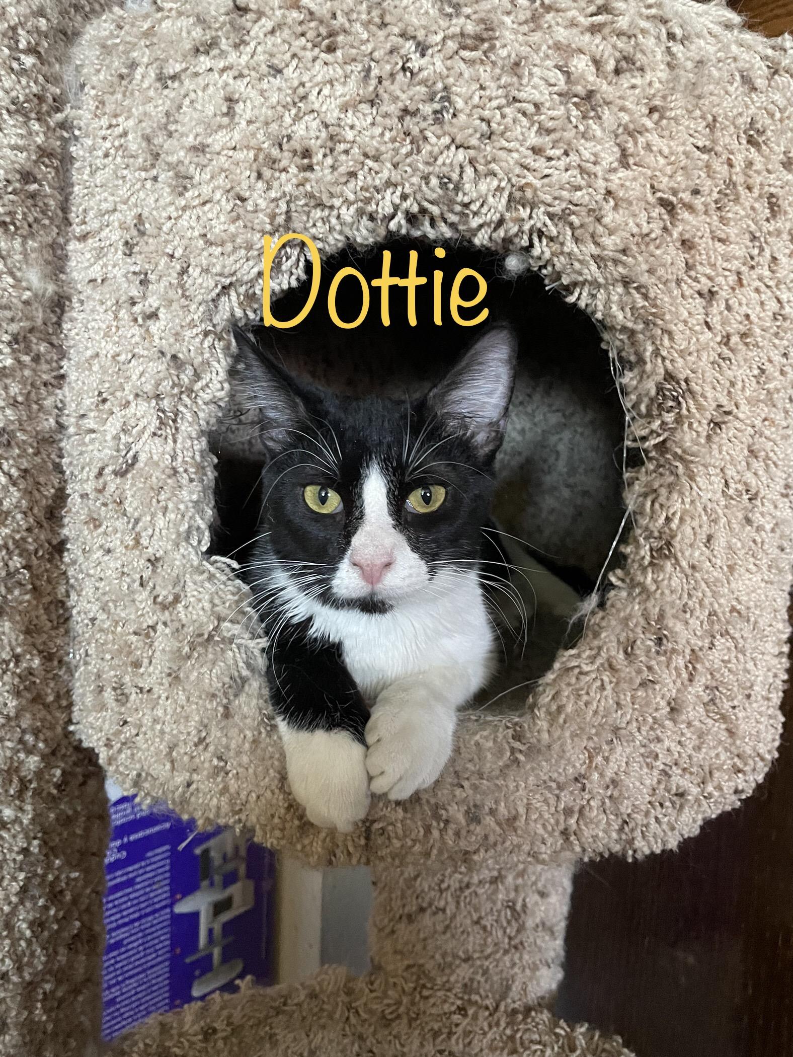 Dottie (call 602-692-1499 to meet Dottie), Adoptable, Adult Female Tuxedo.