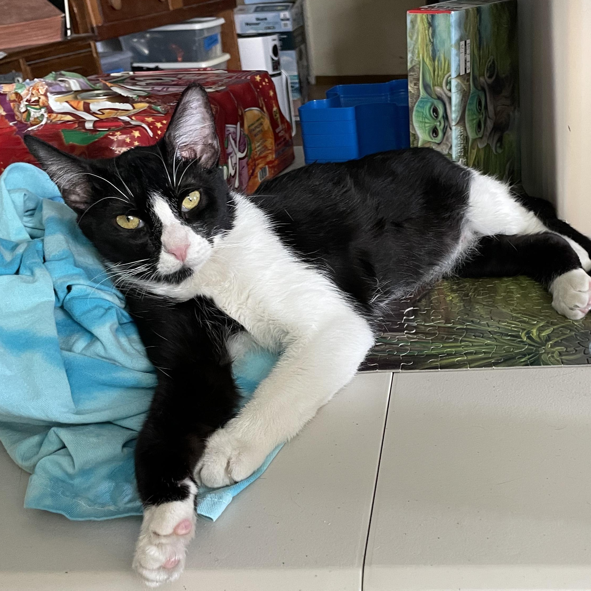 Enlarge Dottie (call 602-692-1499 to meet Dottie), a Adoptable mixed breed in Phoenix, AZ image 4/6