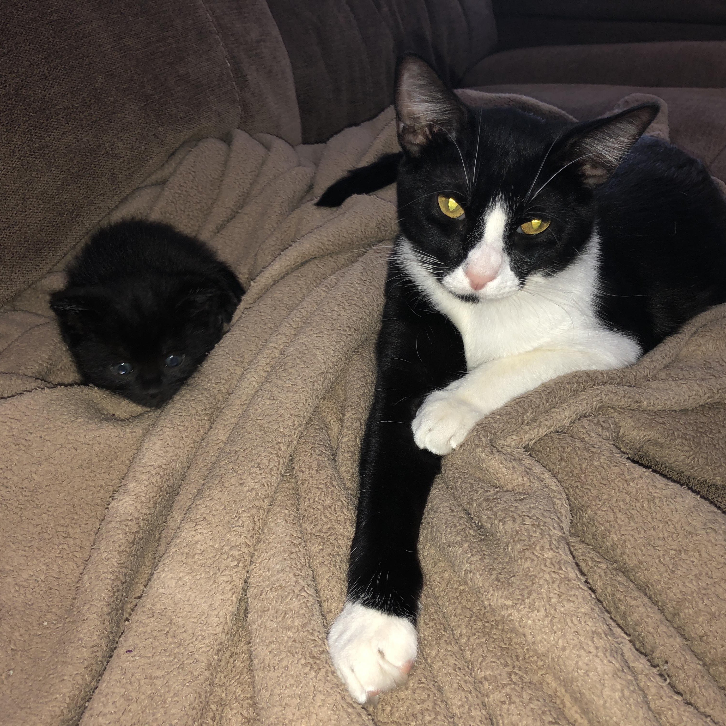 Enlarge Dottie (call 602-692-1499 to meet Dottie), a Adoptable mixed breed in Phoenix, AZ image 5/6