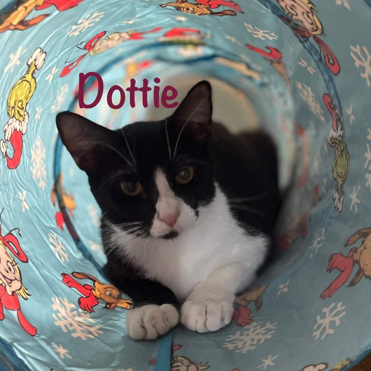Enlarge Dottie (call 602-692-1499 to meet Dottie), a Adoptable mixed breed in Phoenix, AZ image 3/6