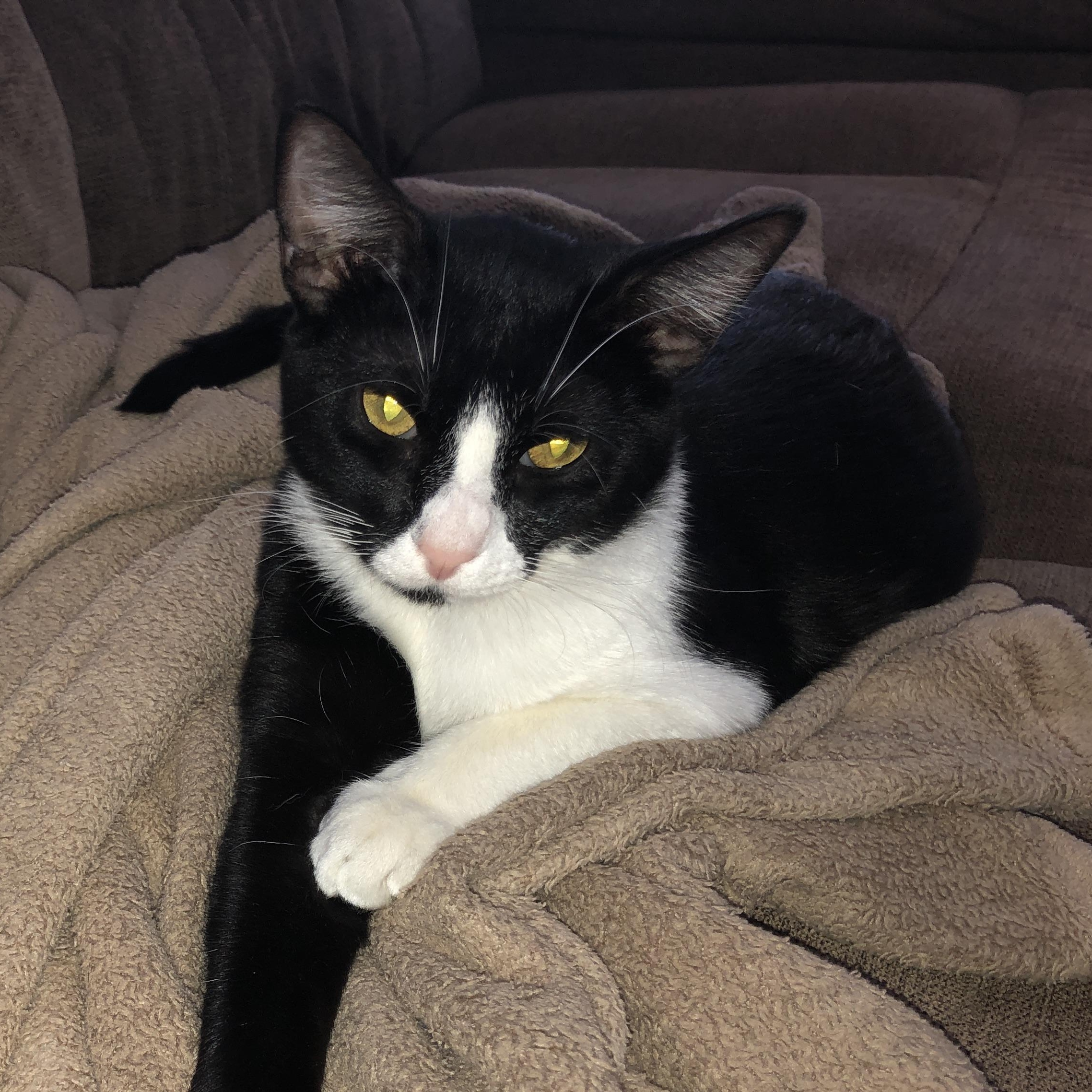 Enlarge Dottie (call 602-692-1499 to meet Dottie), a Adoptable mixed breed in Phoenix, AZ image 2/6