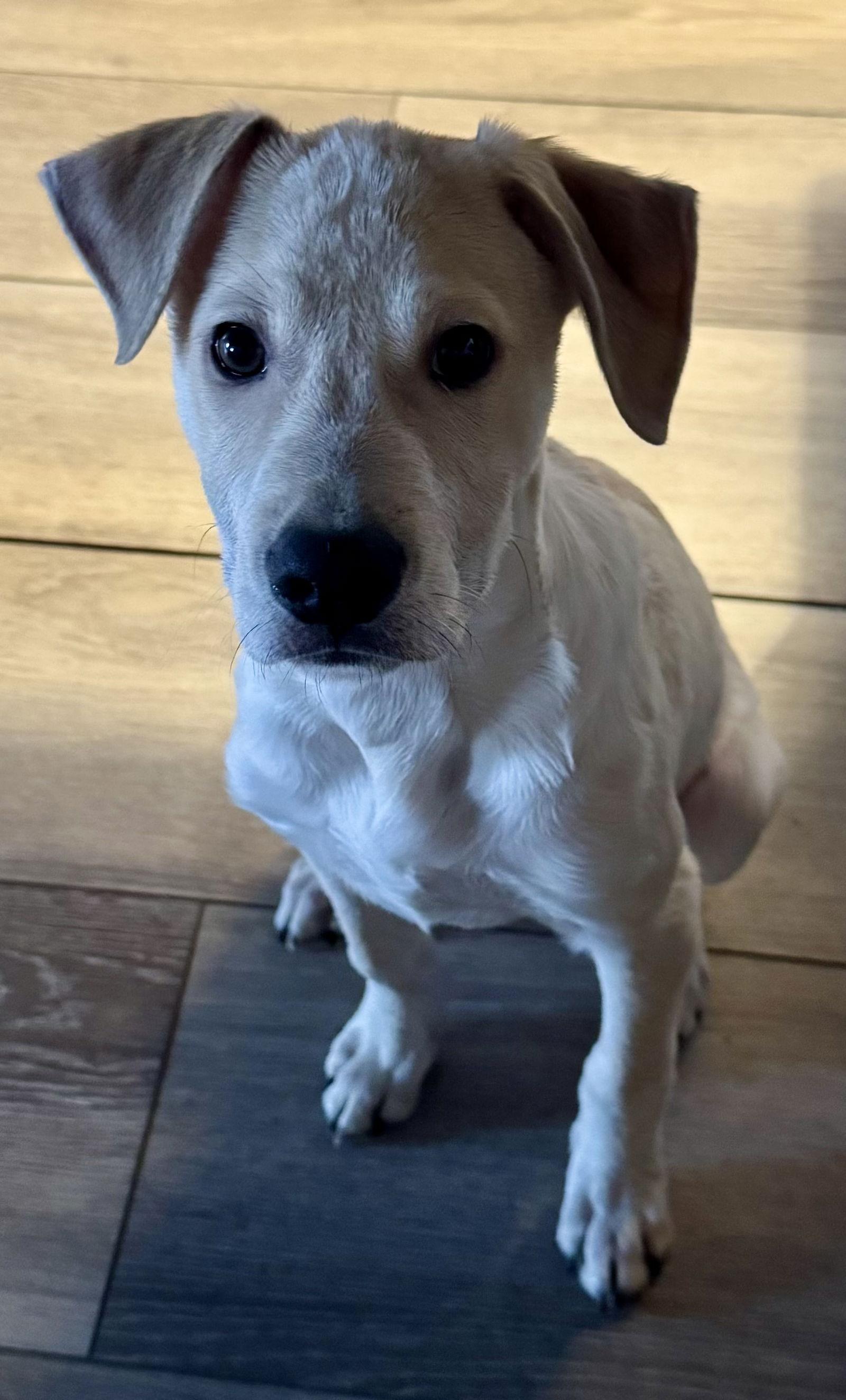 Finn, Adoptable, Puppy Male Terrier & Labrador Retriever.