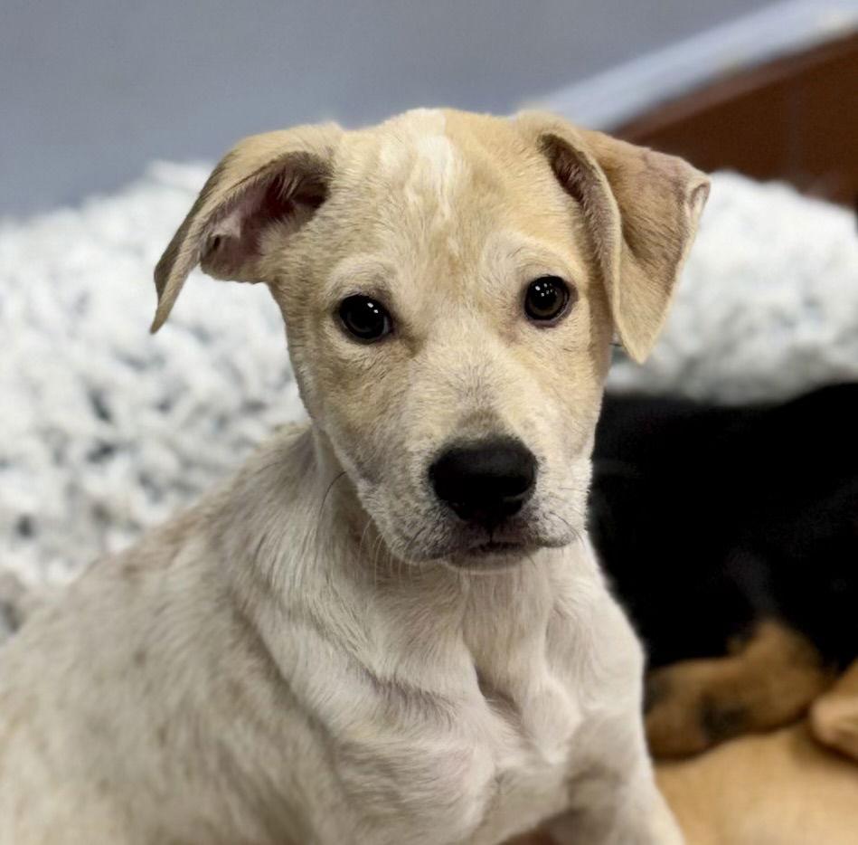 Enlarge Finn, a Adoptable mixed breed in Lake Hopatcong, NJ image 2/3