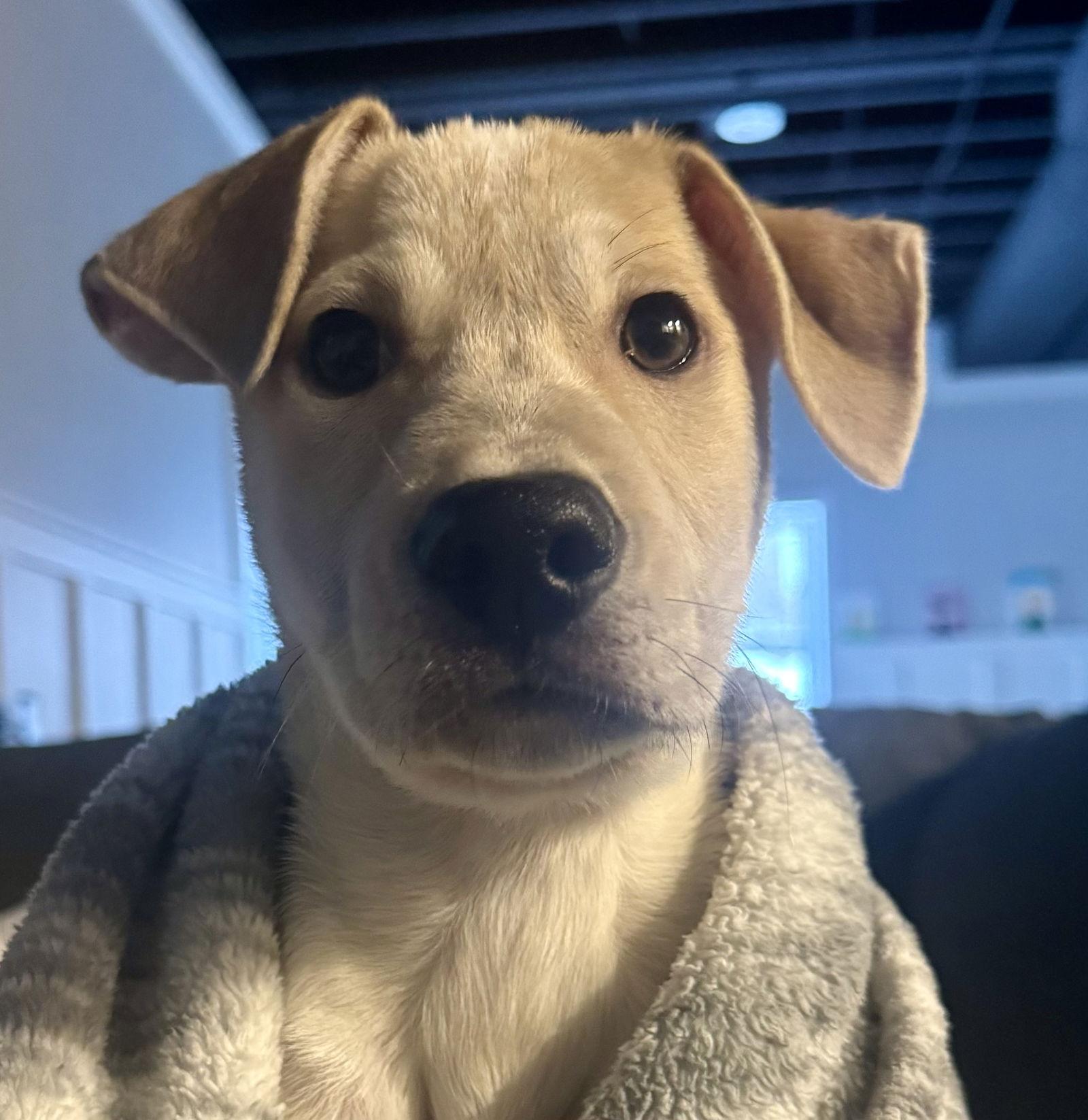 Enlarge Finn, a Adoptable mixed breed in Lake Hopatcong, NJ image 3/3