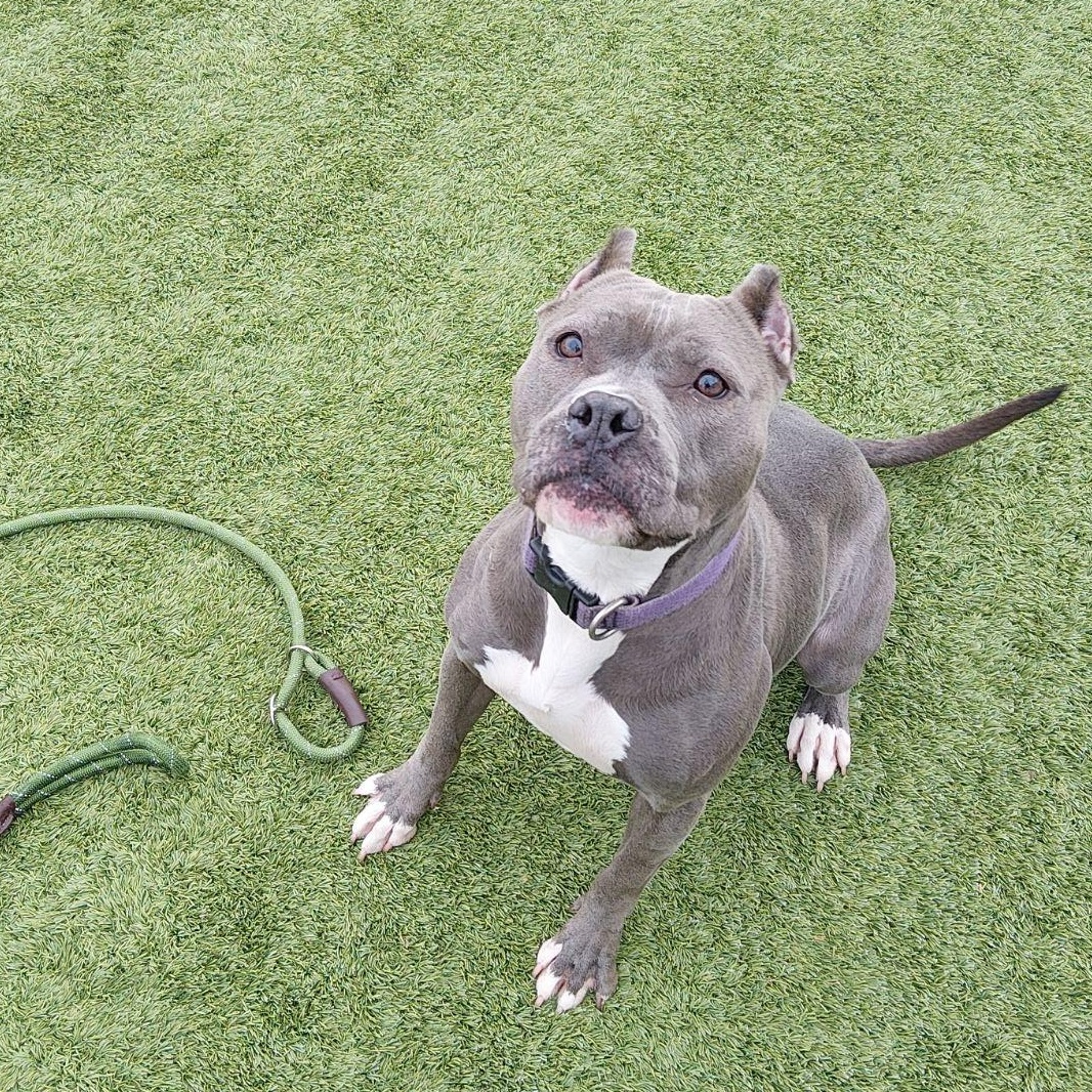 Enlarge Gloria, a ADOPTABLE Pit Bull Terrier in Liberty, MO image 1/5