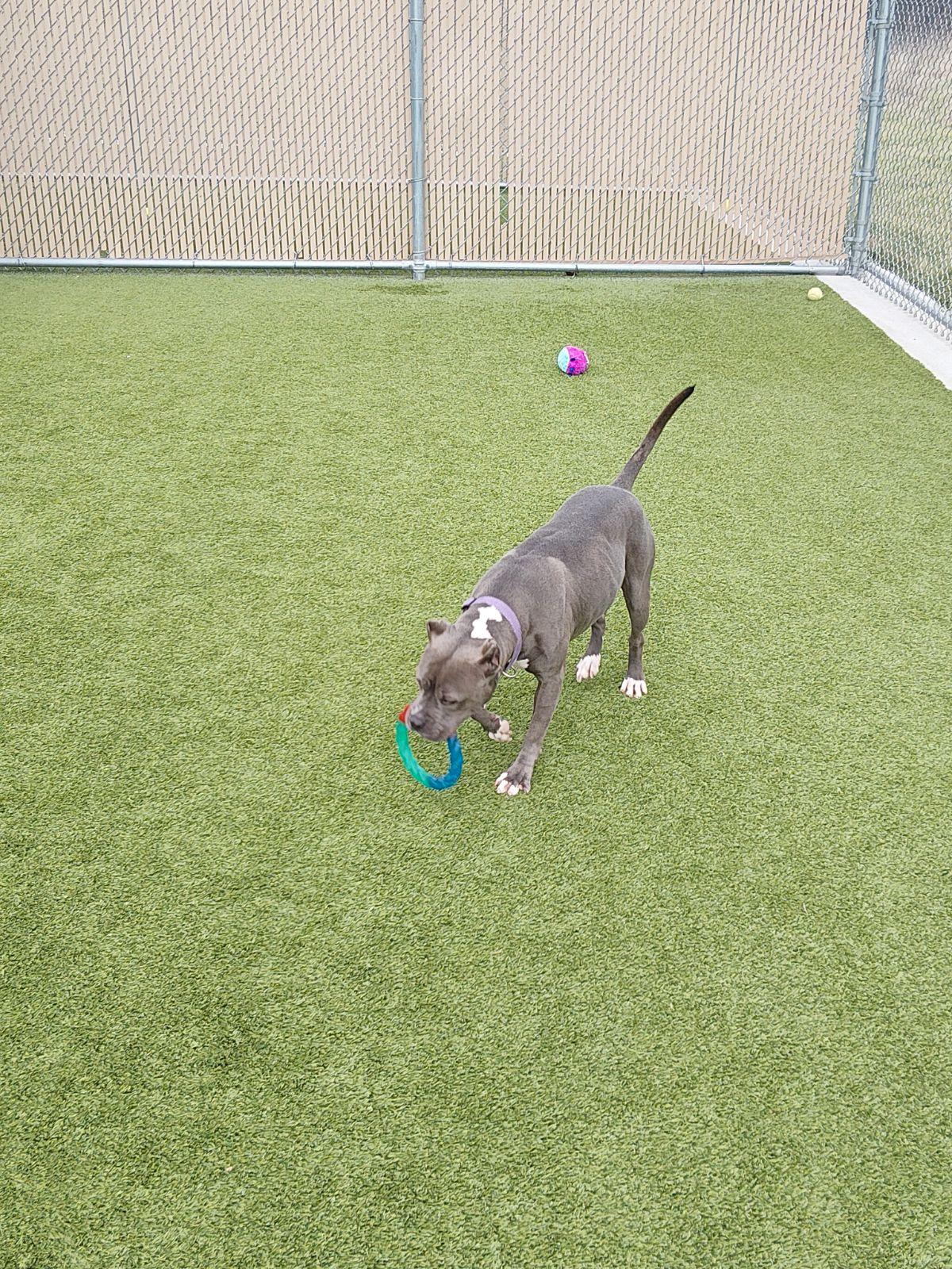 Enlarge Gloria, a ADOPTABLE Pit Bull Terrier in Liberty, MO image 2/5