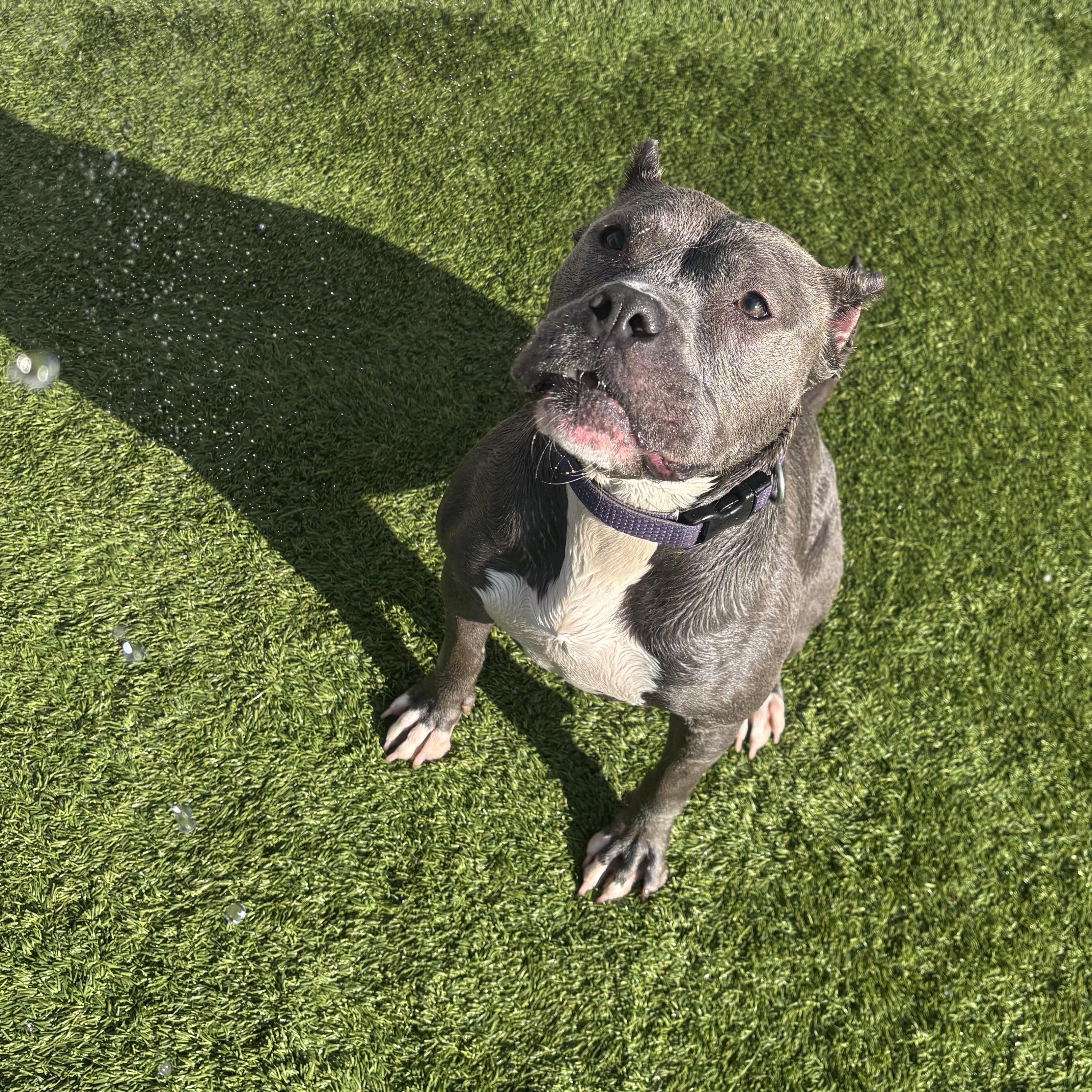 Enlarge Gloria, a ADOPTABLE Pit Bull Terrier in Liberty, MO image 5/5