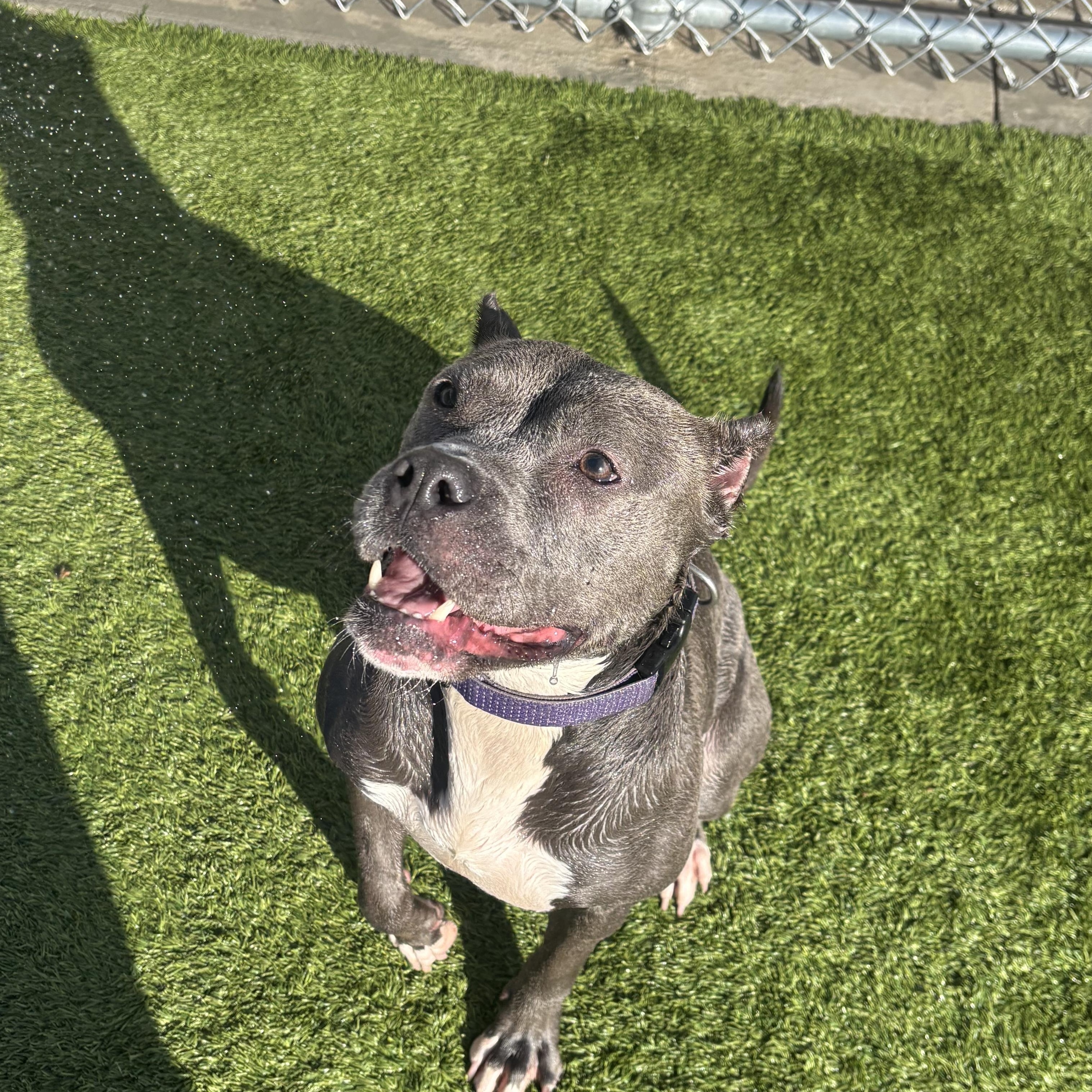 Enlarge Gloria, a ADOPTABLE Pit Bull Terrier in Liberty, MO image 3/5