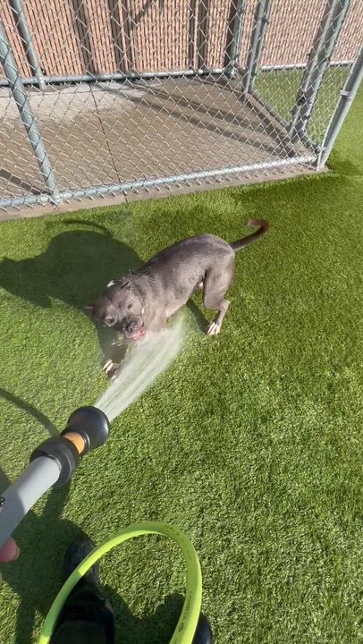 Enlarge Gloria, a ADOPTABLE Pit Bull Terrier in Liberty, MO video 4/5