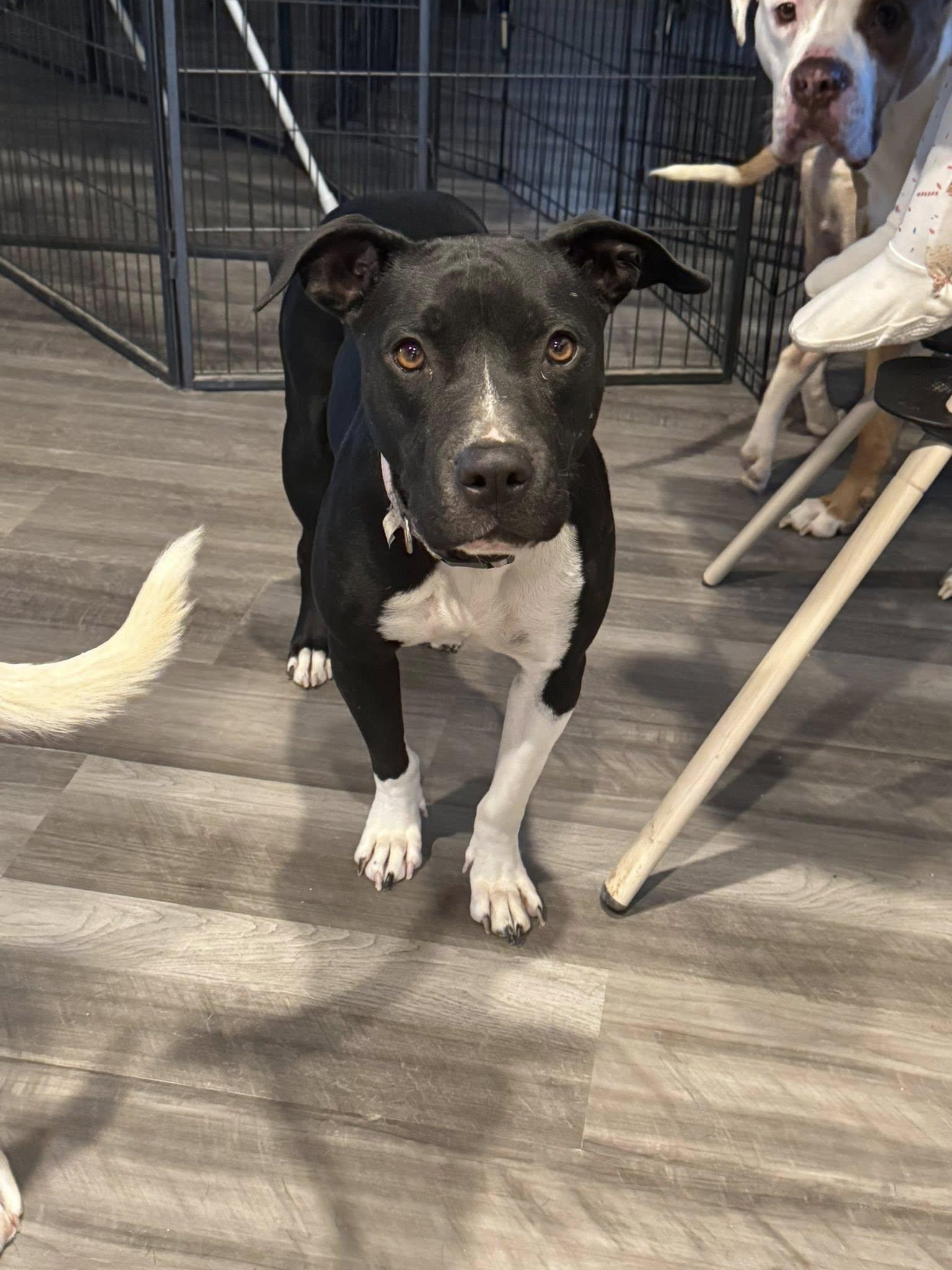 Bella