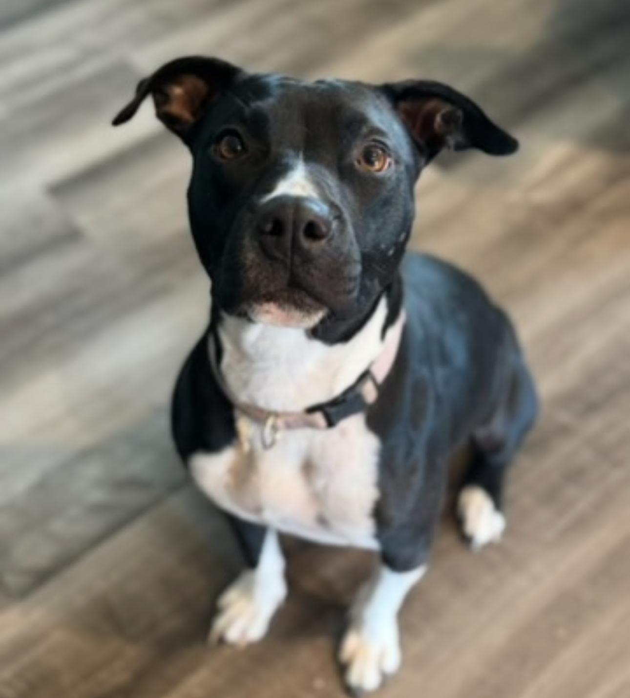 Bella 3