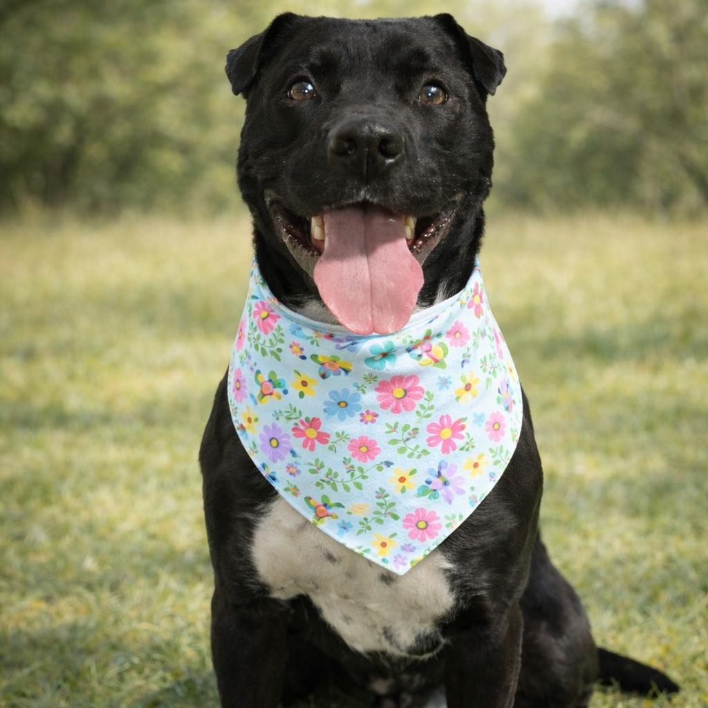 Shadow **PUPS FOR PAROLE GRADUATE** — thumbnail 5