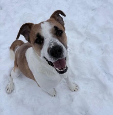 Cash, Adoptable, Young Male Australian Shepherd & Labrador Retriever.