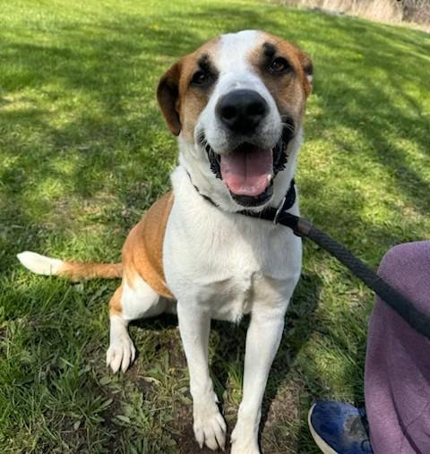 Cash, a Adoptable mixed breed in Ogdensburg, NY image 2/4