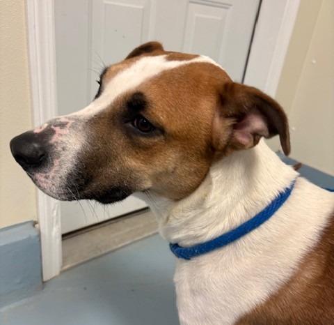 Cash, a Adoptable mixed breed in Ogdensburg, NY image 3/4