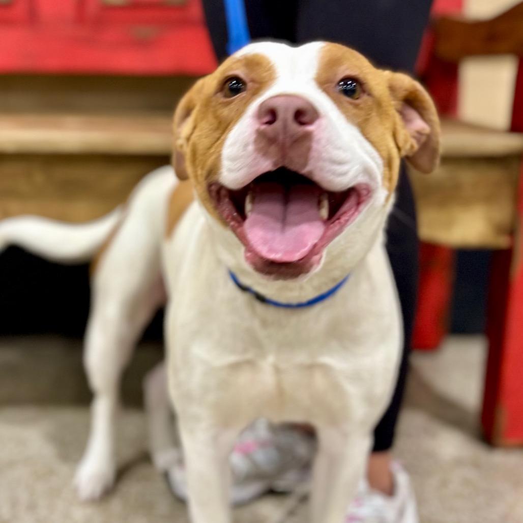 Shelby (Buggs), a Adoptable Pit Bull Terrier in Midland, TX image 1/4
