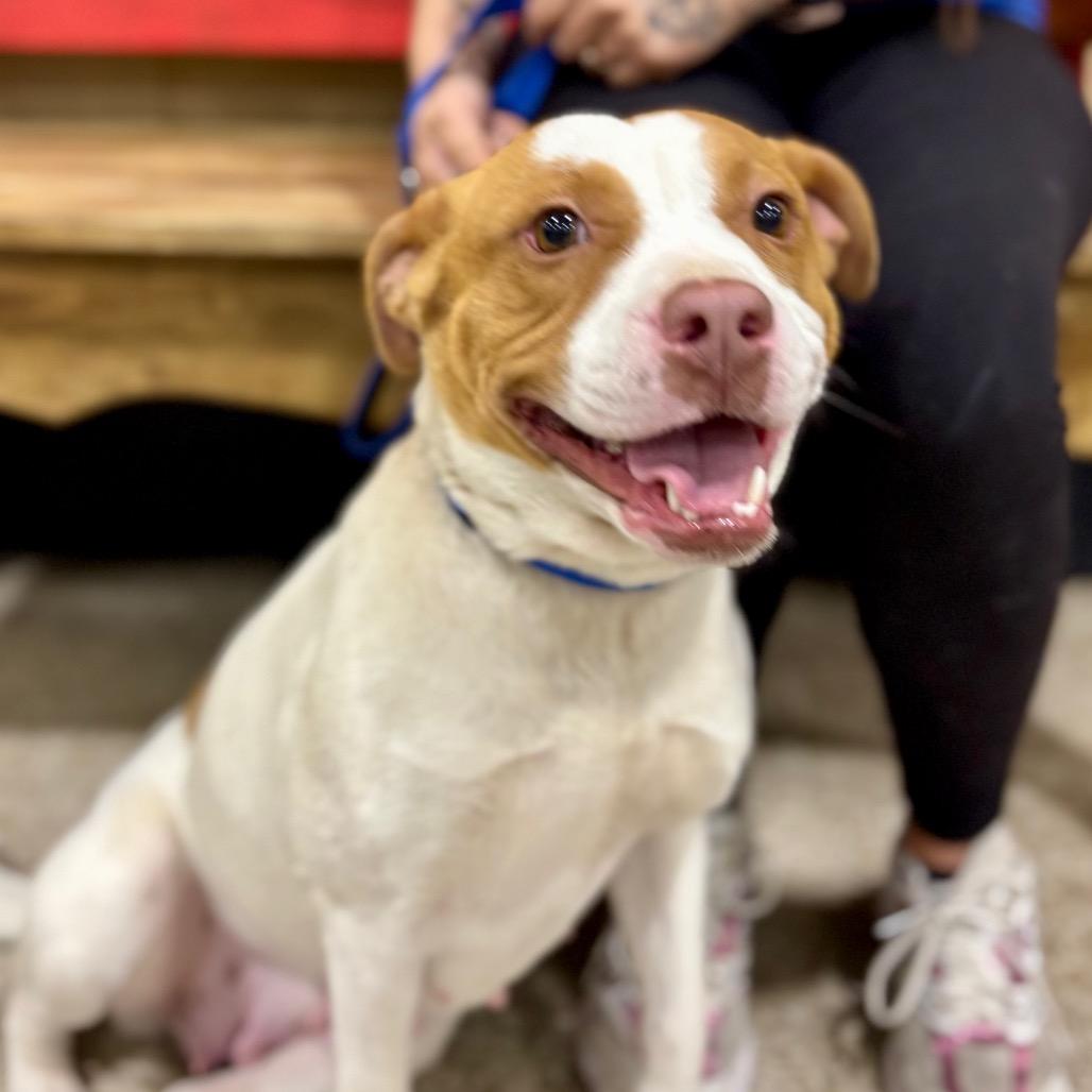 Shelby (Buggs), a Adoptable Pit Bull Terrier in Midland, TX image 2/4