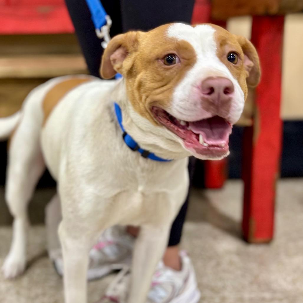 Shelby (Buggs), a Adoptable Pit Bull Terrier in Midland, TX image 3/4