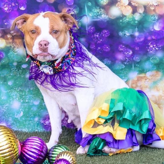 Shelby (Buggs), a Adoptable Pit Bull Terrier in Midland, TX image 4/4