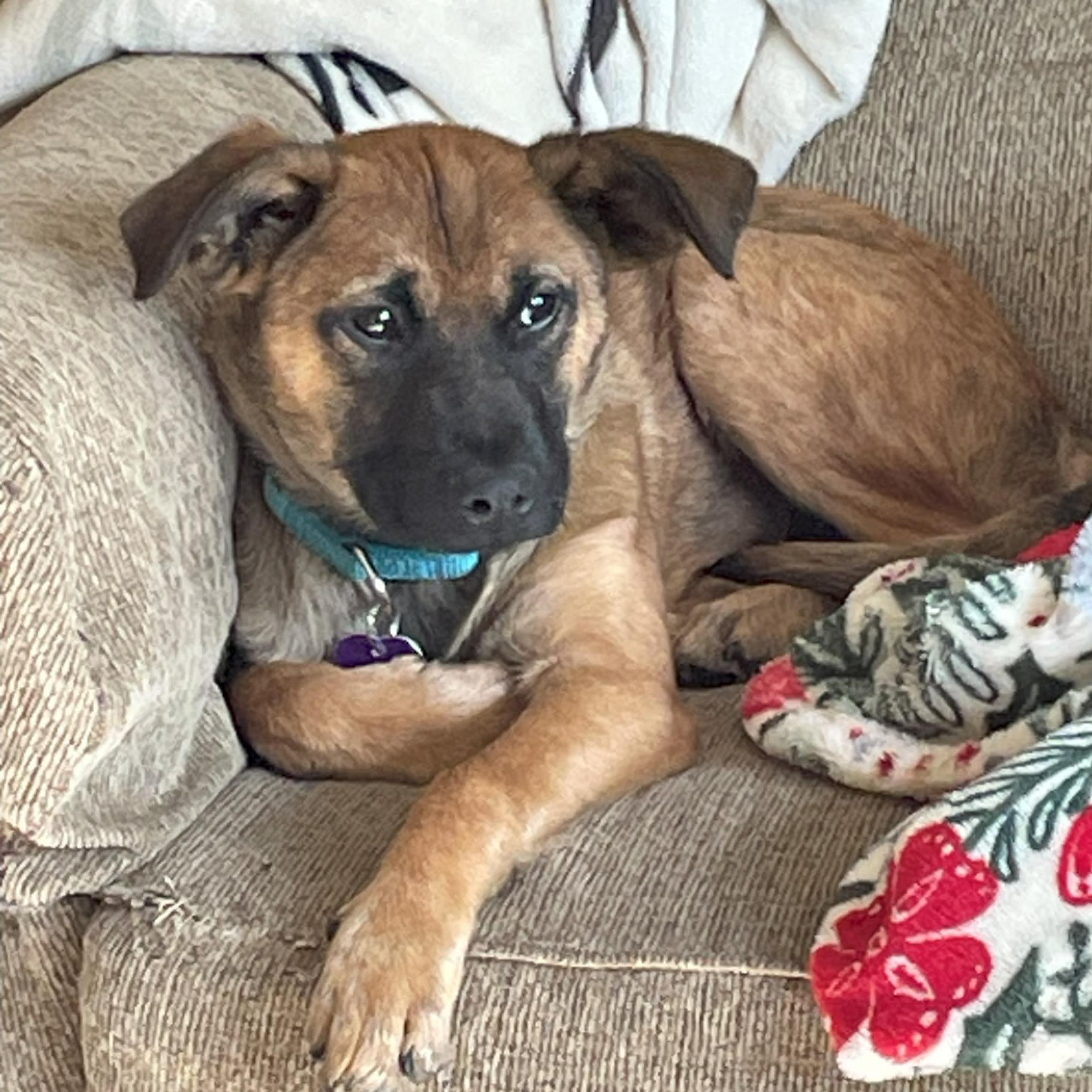 Enlarge Chevy, a ADOPTABLE mixed breed in Hamden, CT image 3/6