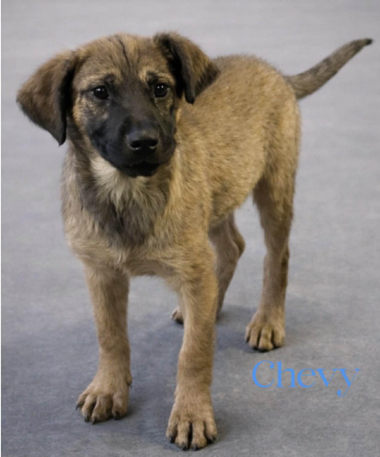 Enlarge Chevy, a ADOPTABLE mixed breed in Colchester, CT image 1/3