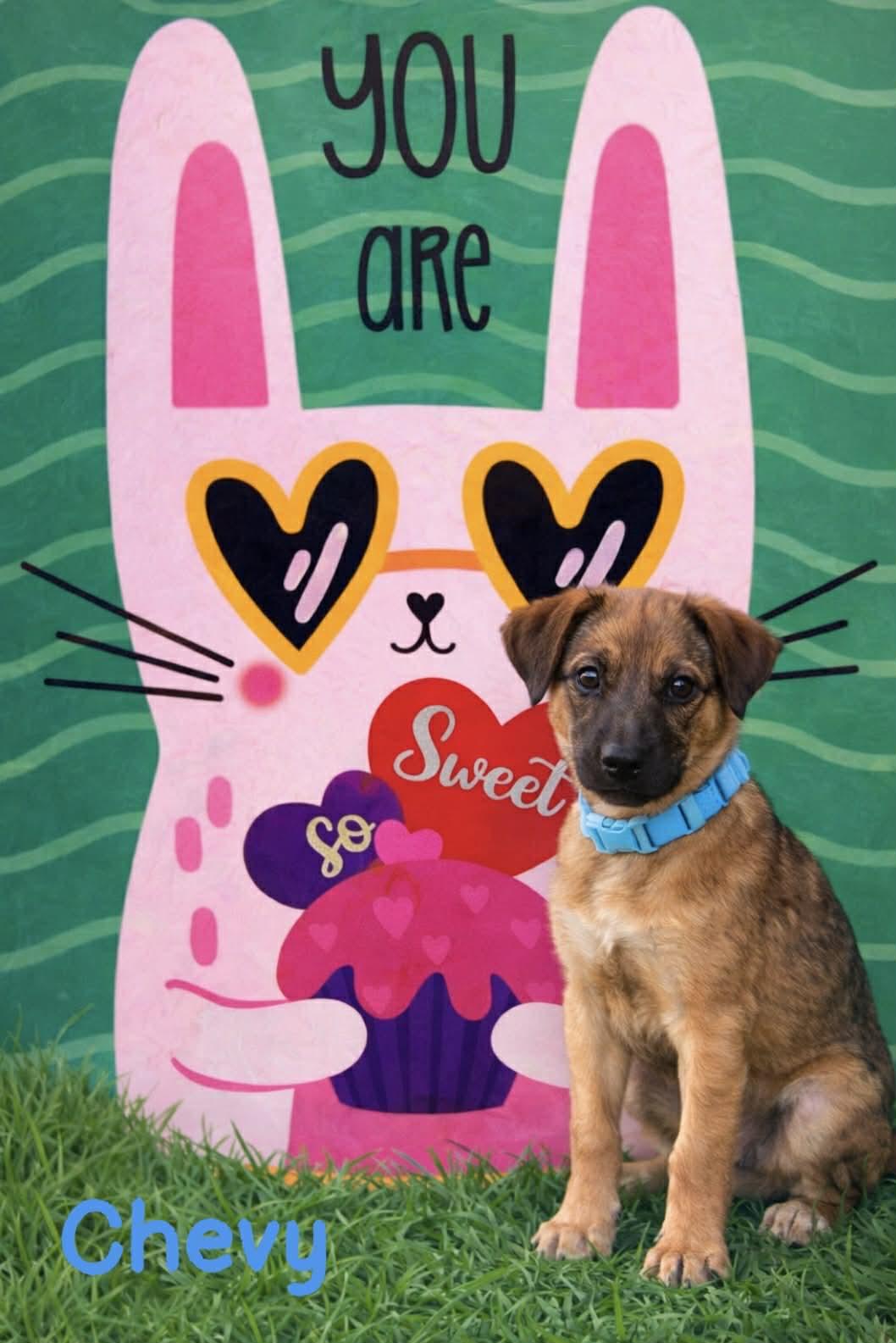 Enlarge Chevy, a ADOPTABLE mixed breed in Colchester, CT image 2/3