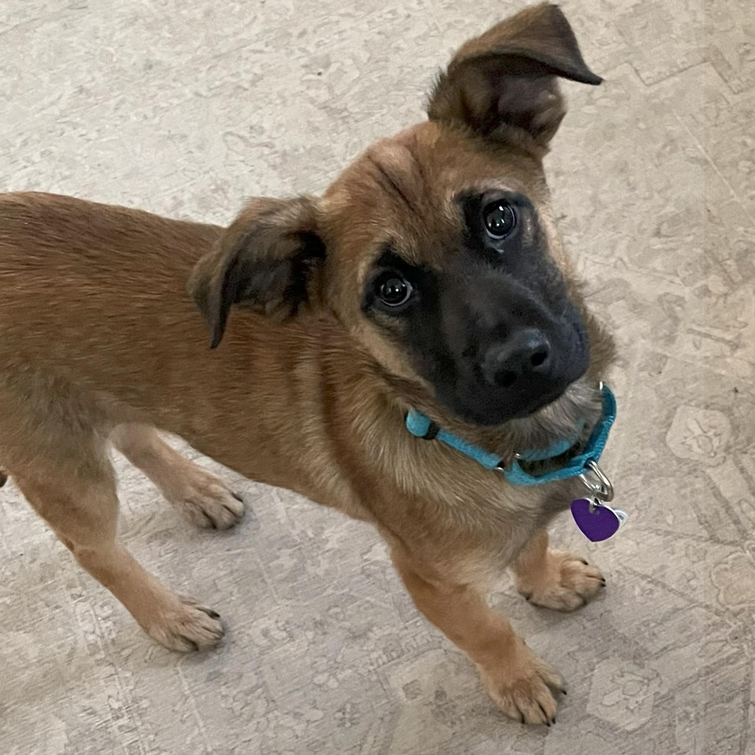 Enlarge Chevy, a ADOPTABLE mixed breed in Hamden, CT image 2/6