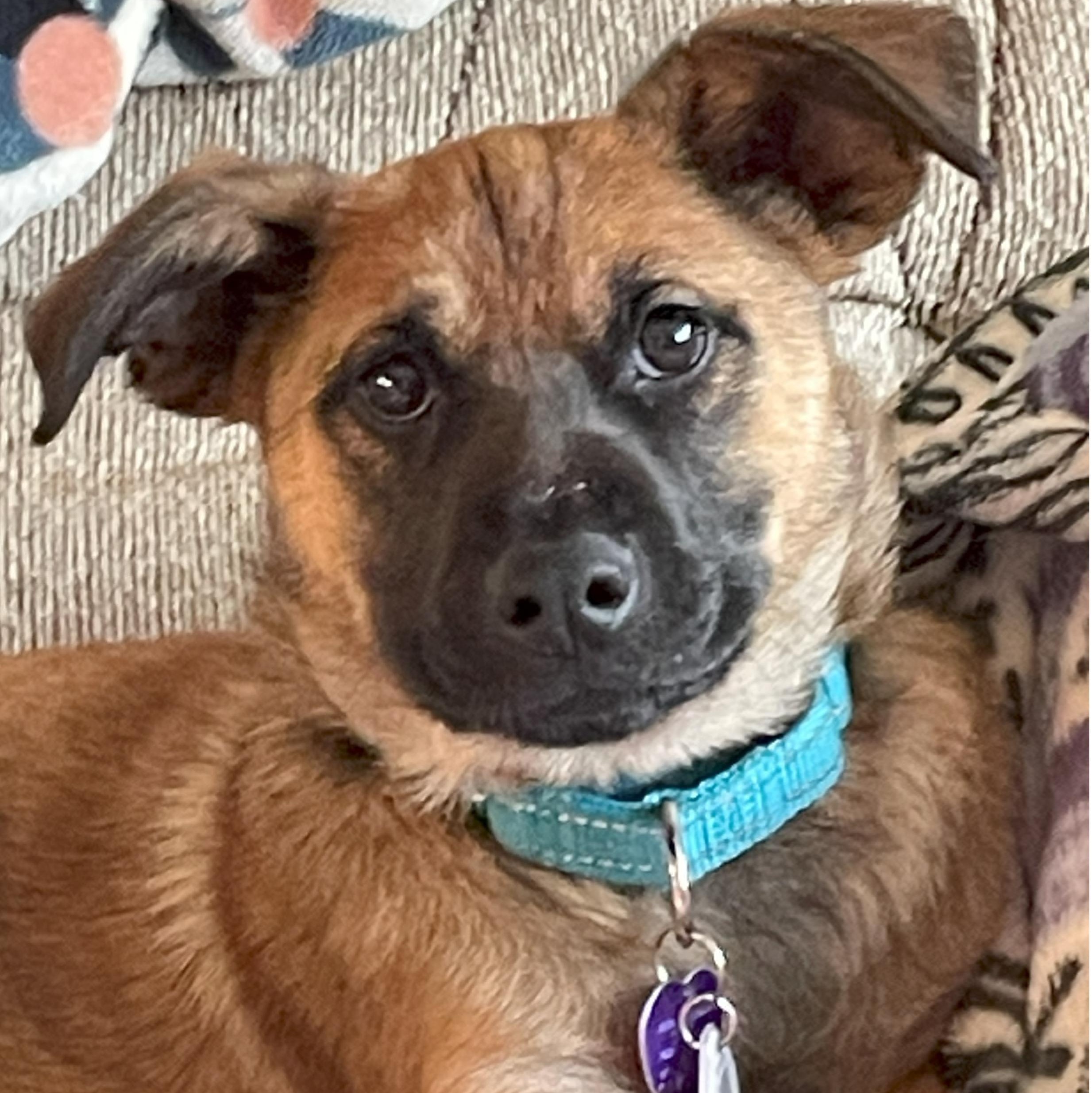 Chevy, ADOPTABLE, Puppy Male German Shepherd Dog & Labrador Retriever.