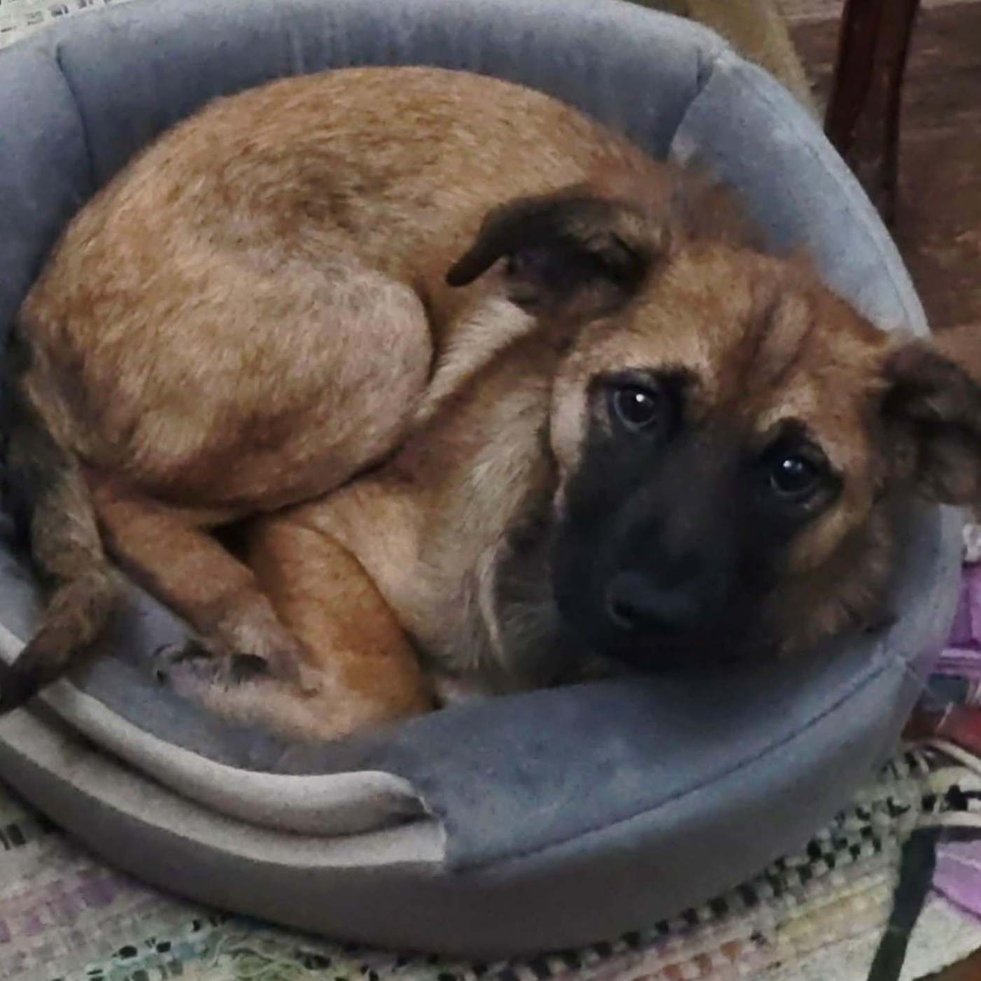 Chevy, ADOPTABLE, Puppy Male German Shepherd Dog & Labrador Retriever.