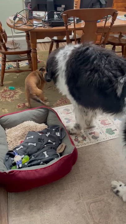 Enlarge Chevy, a ADOPTABLE mixed breed in Hamden, CT video 5/6