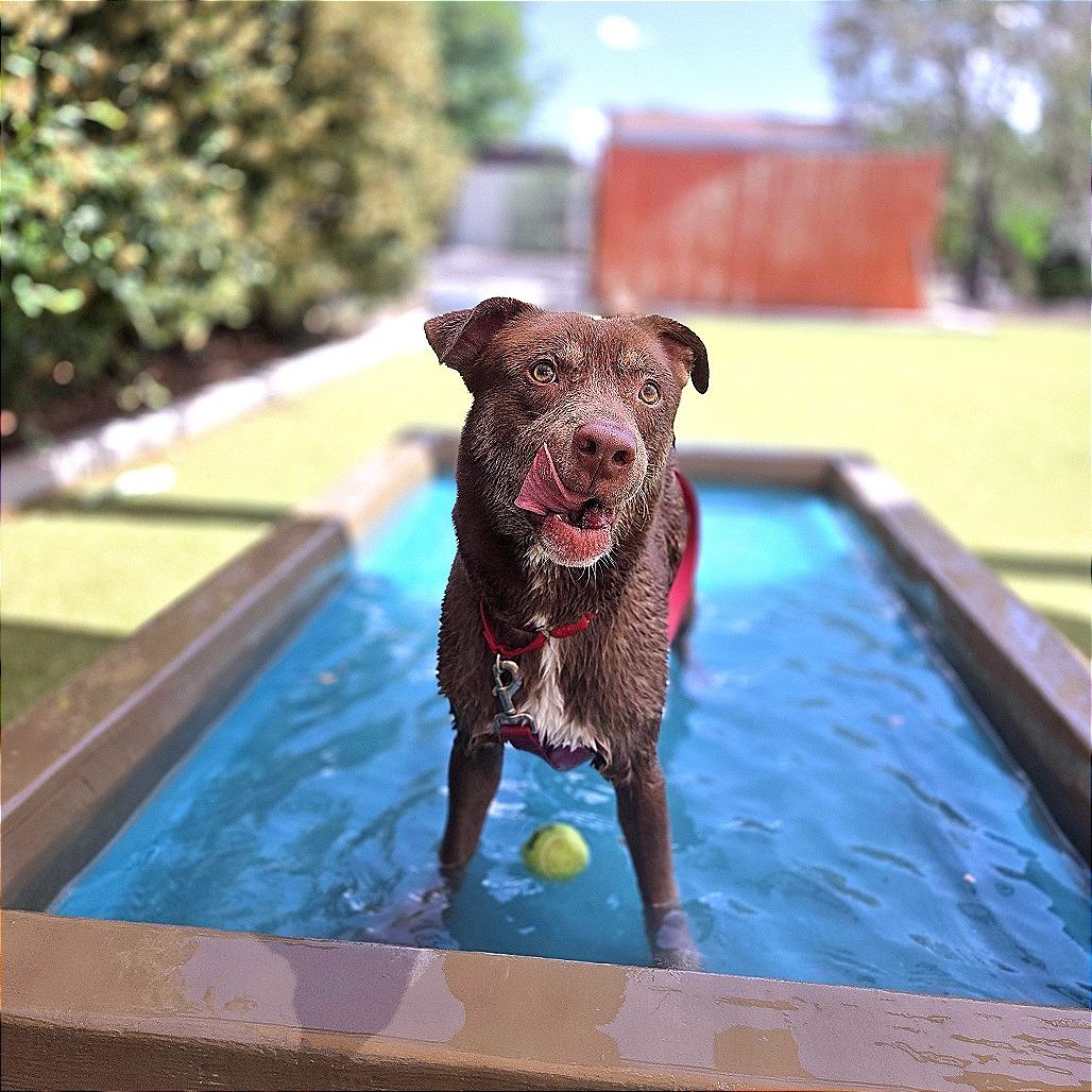 Enlarge Phelps, a Adoptable mixed breed in Albuquerque, NM image 1/6