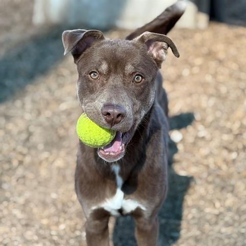 Enlarge Phelps, a Adoptable mixed breed in Albuquerque, NM image 2/6