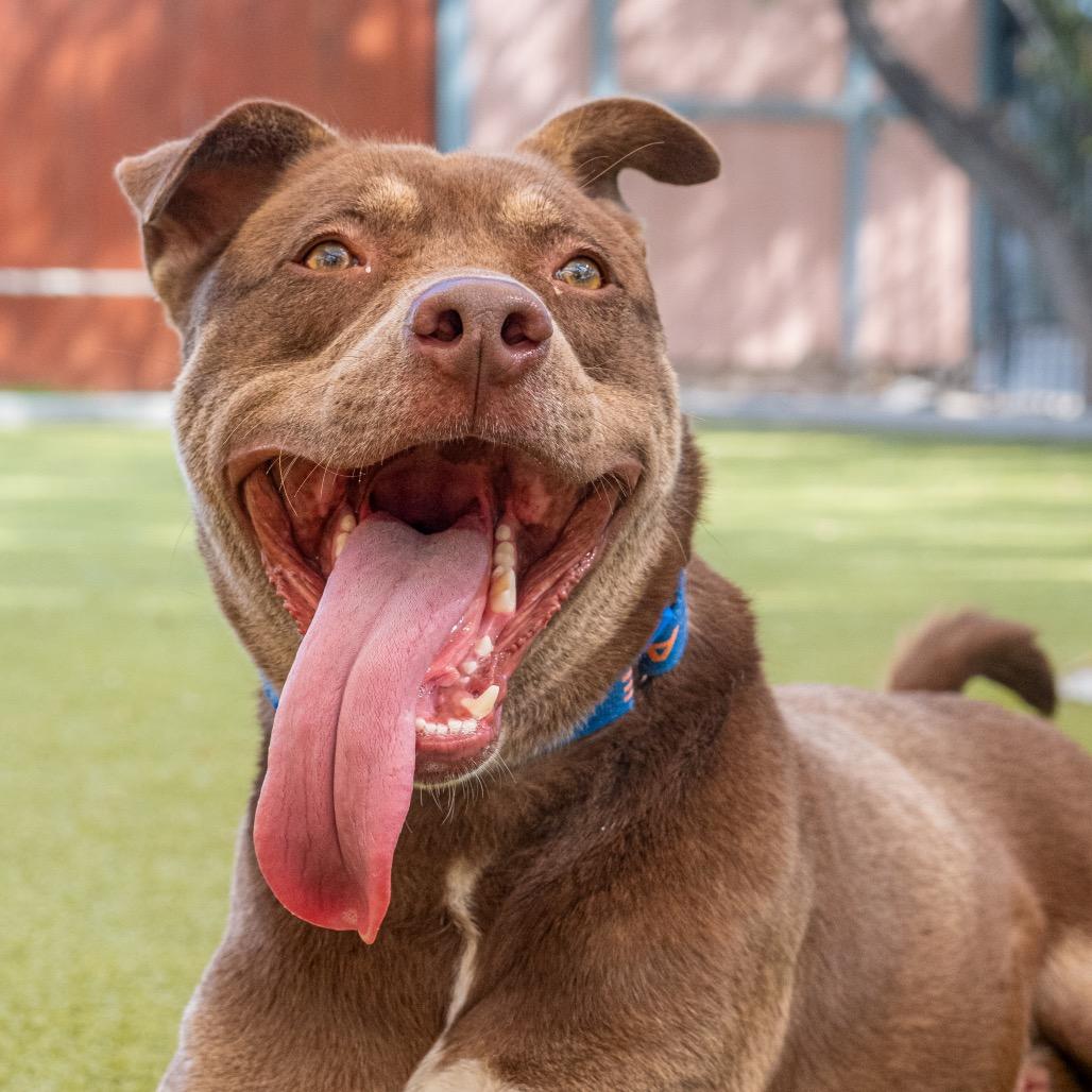 Enlarge Phelps, a Adoptable mixed breed in Albuquerque, NM image 3/6