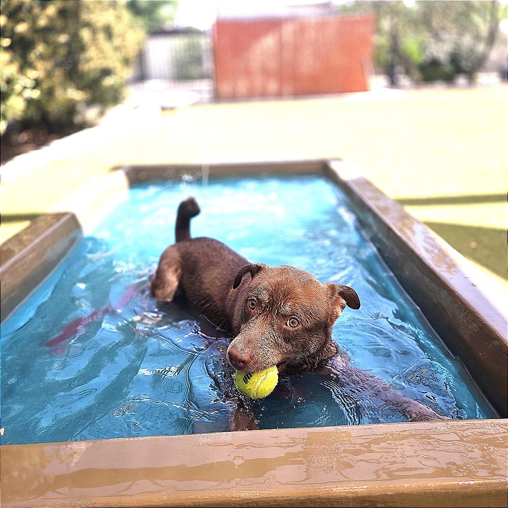 Enlarge Phelps, a Adoptable mixed breed in Albuquerque, NM image 4/6