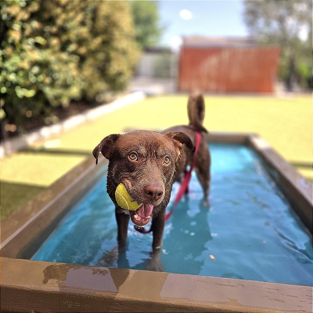 Enlarge Phelps, a Adoptable mixed breed in Albuquerque, NM image 6/6