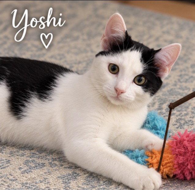 Enlarge Yoshi, a Adoptable Domestic Short Hair in Cuyahoga Falls, OH image 1/3