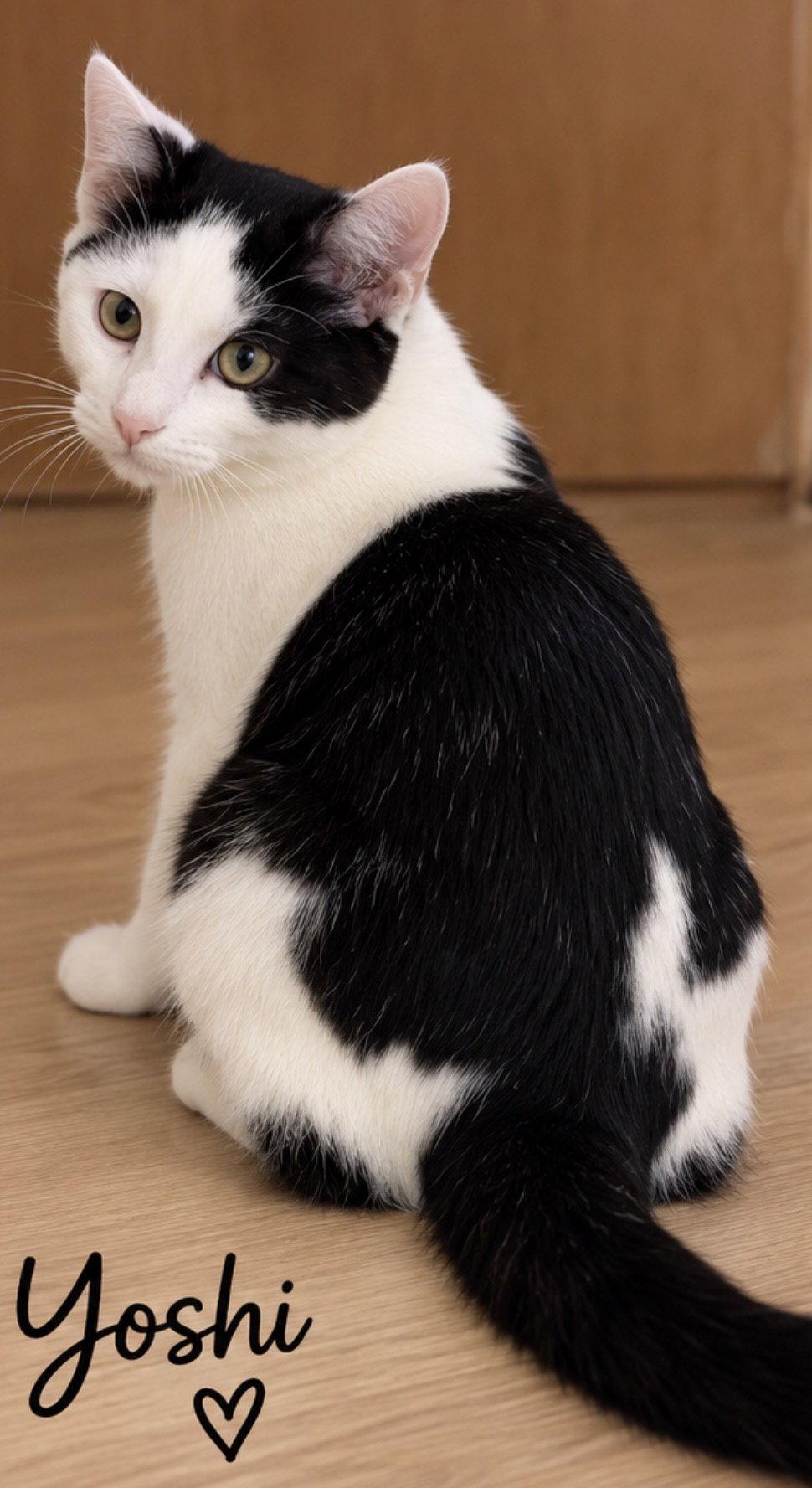 Enlarge Yoshi, a Adoptable Domestic Short Hair in Cuyahoga Falls, OH image 2/3