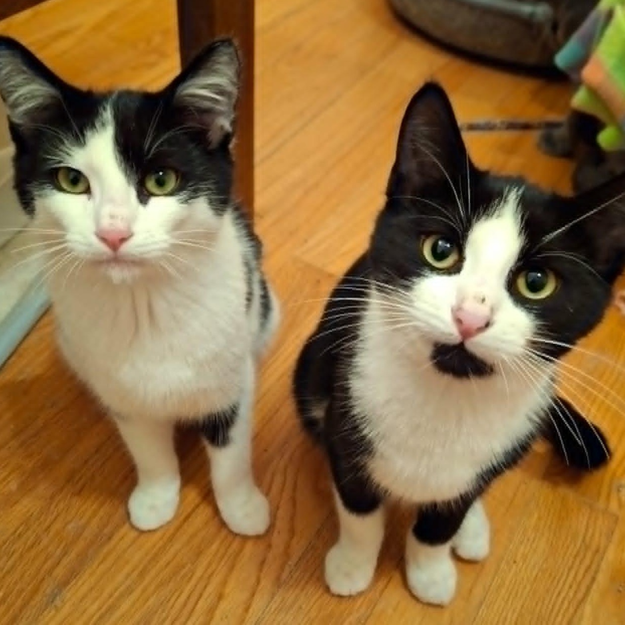 Swanky Hank, Adoptable, Kitten Male Domestic Short Hair.