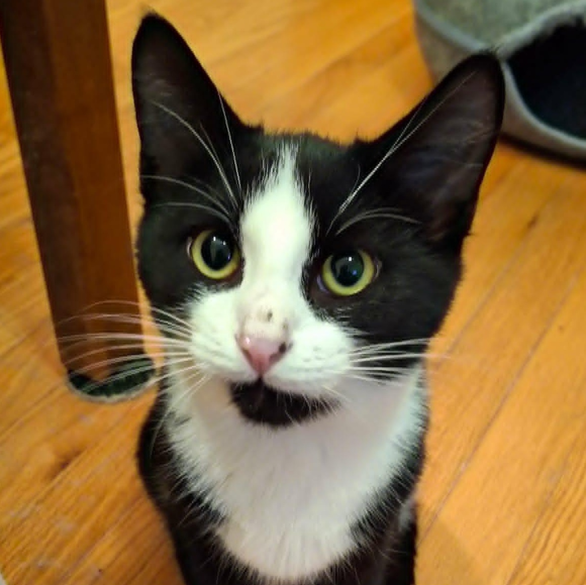 Swanky Hank, Adoptable, Kitten Male Domestic Short Hair.