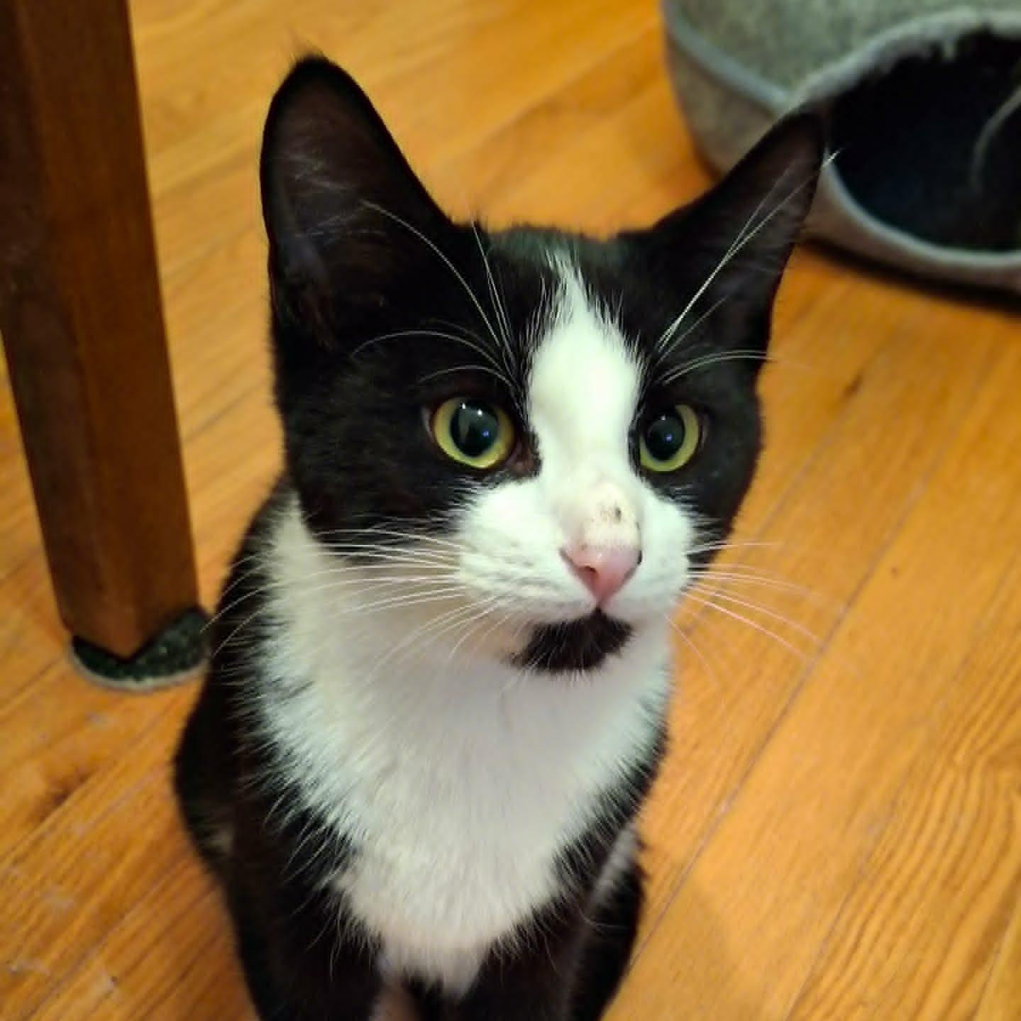 Swanky Hank, a Adoptable Domestic Short Hair image 4/4