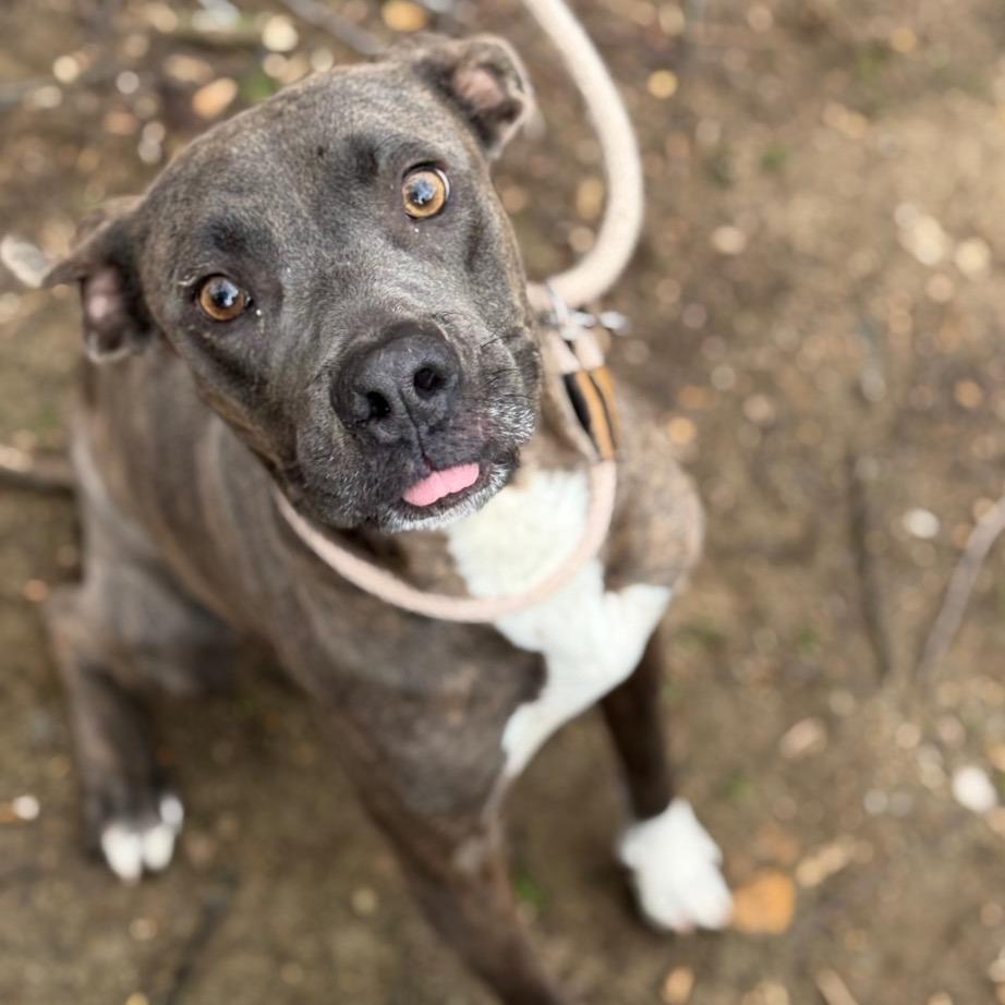 Pickle 4788 — thumbnail 2