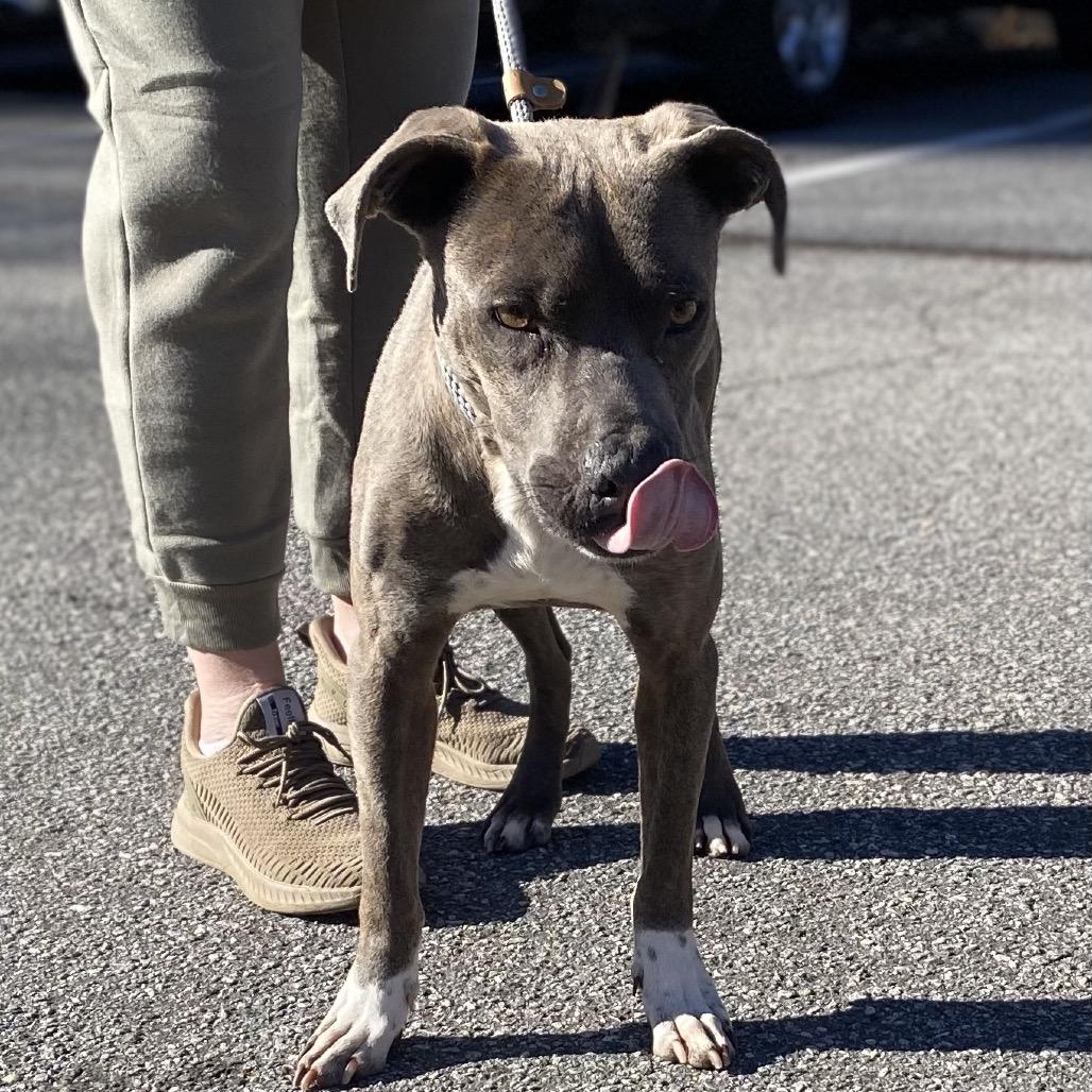 Pickle 4788 — thumbnail 3