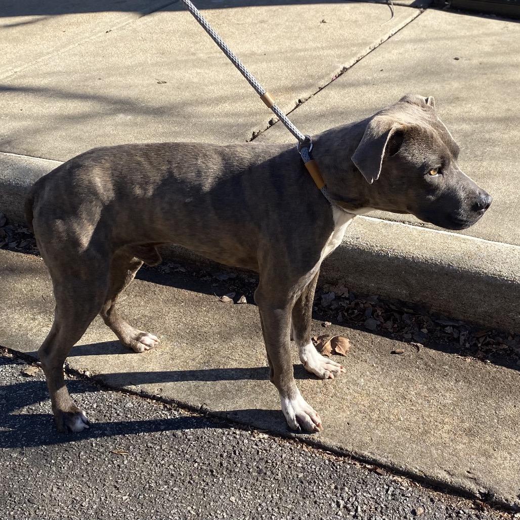 Pickle 4788 — thumbnail 4